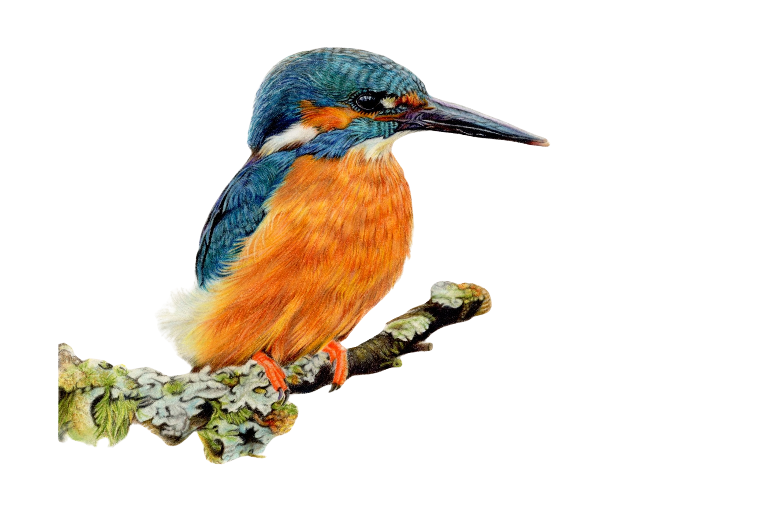 kingfisher BR g 300dpi.png