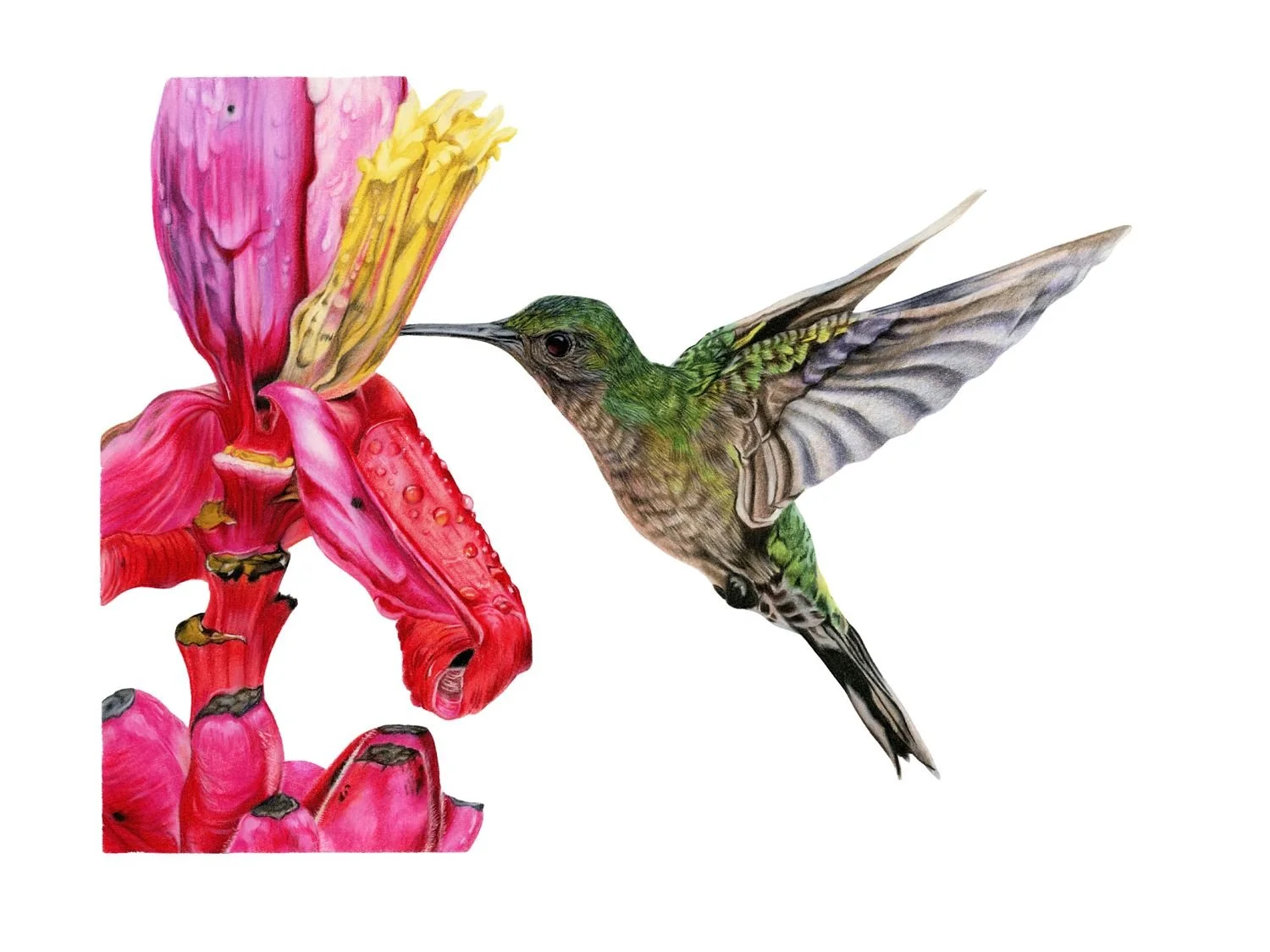 LIMITED EDITION HUMMINGBIRD PRINT