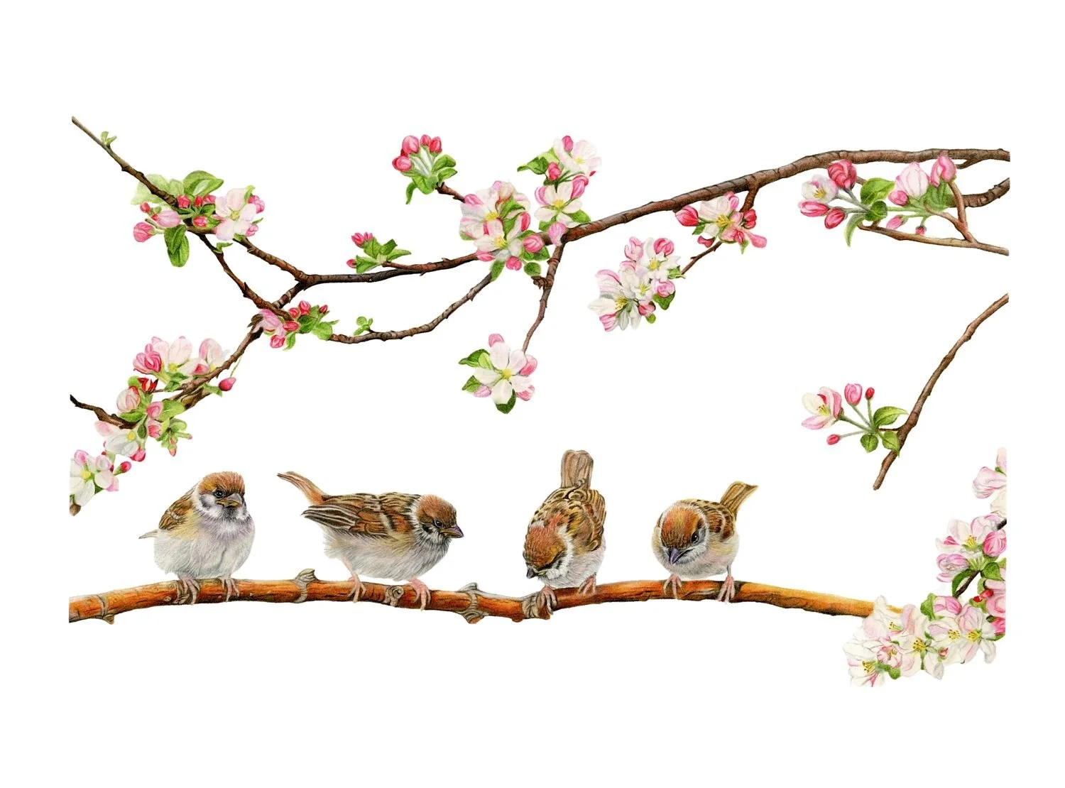 LIMITED EDITION SPARROW PRINT
