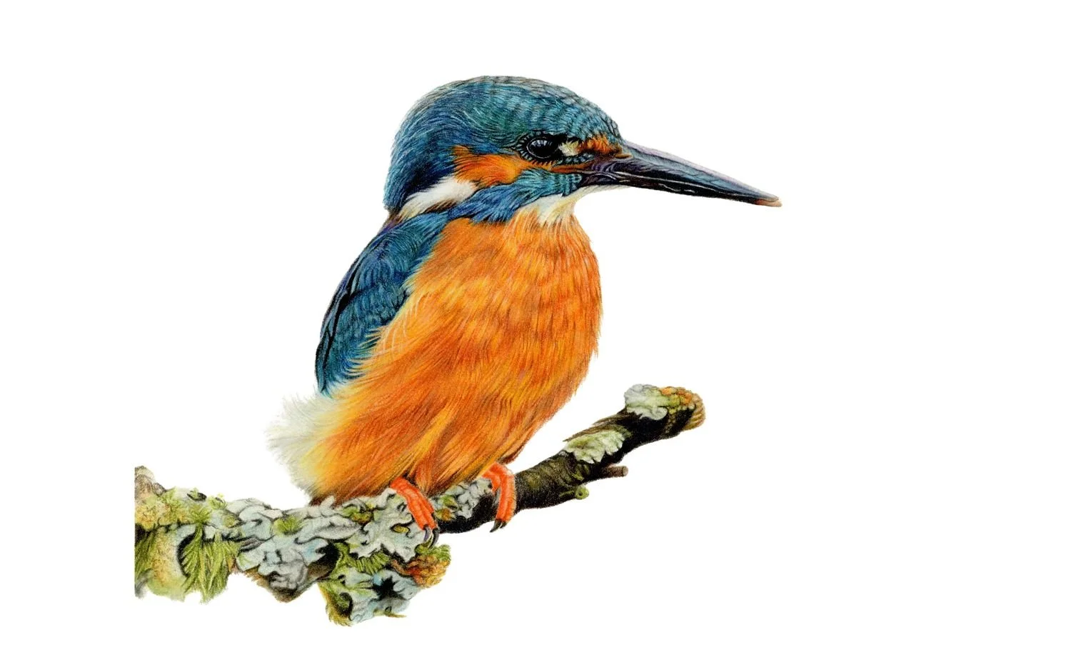 LIMITED EDITION KINGFISHER PRINT