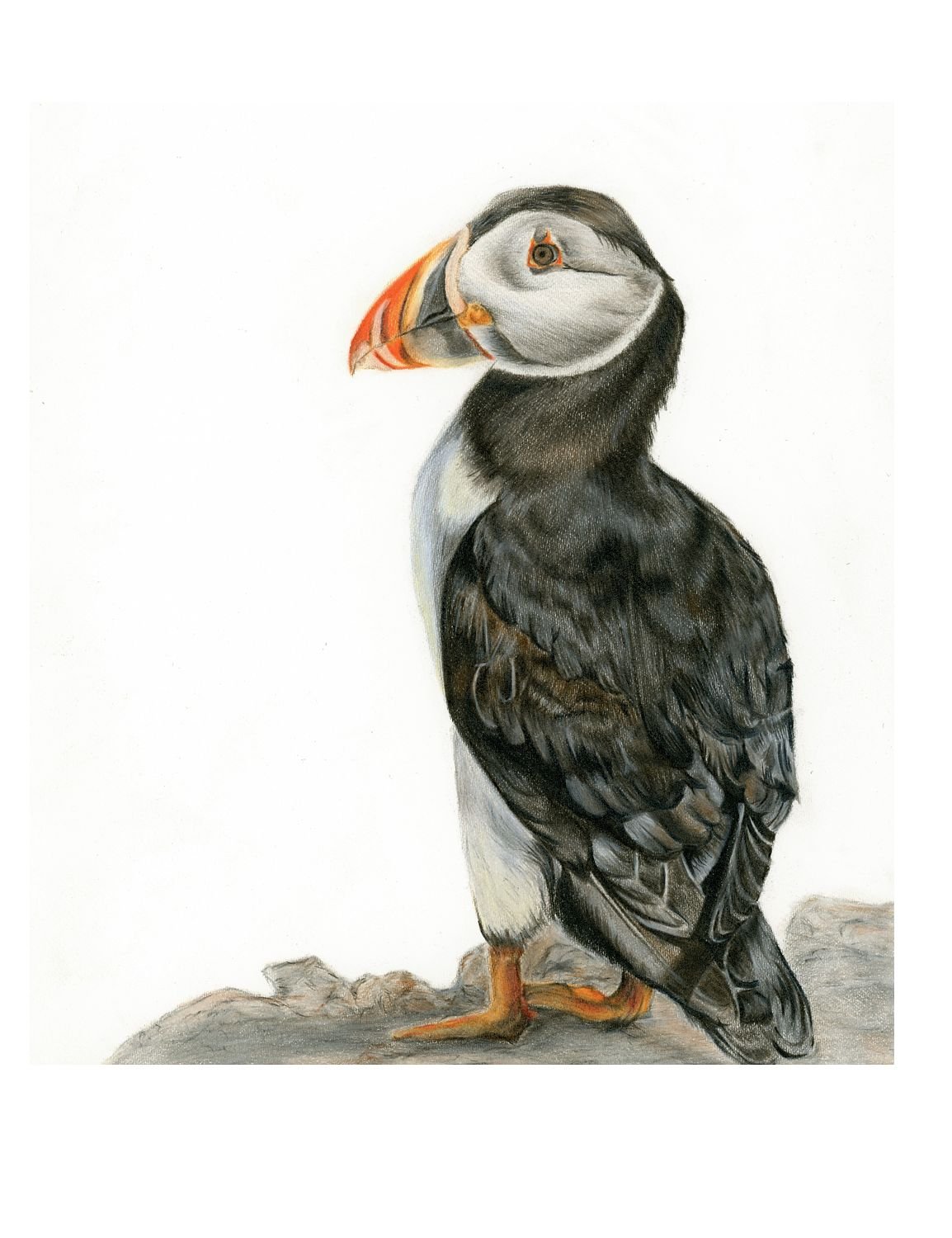 LIMITED EDITION PUFFIN PRINT