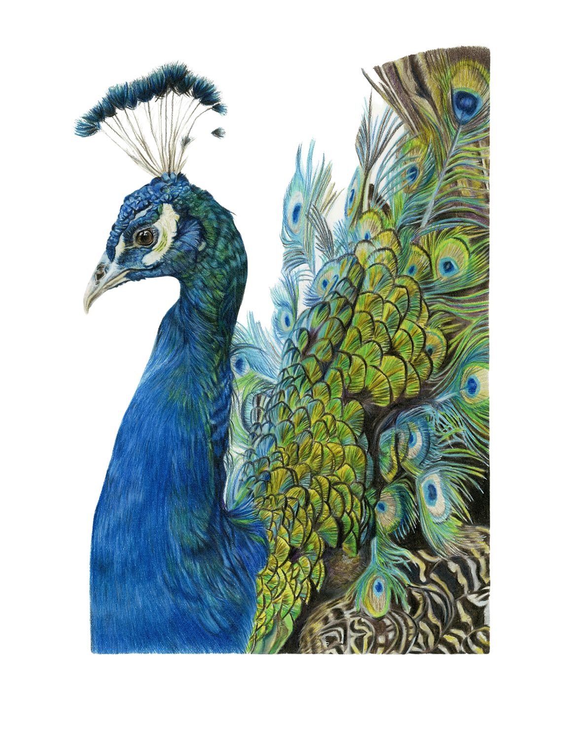 LIMITED EDITION PEACOCK PRINT