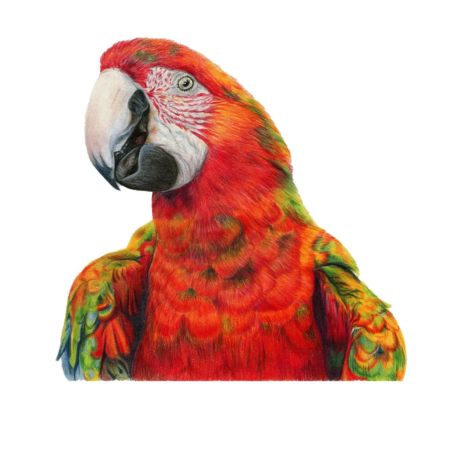 LIMITED EDITION PARROT PRINT