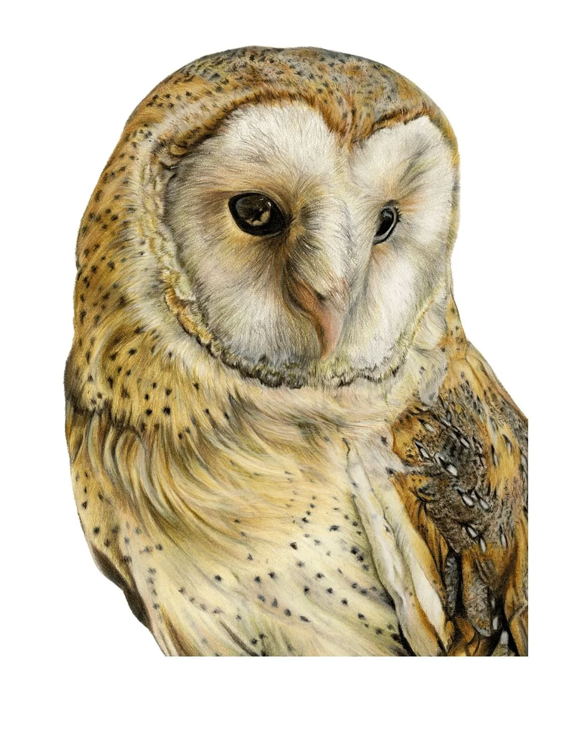 LIMITED EDITION OWL PRINT