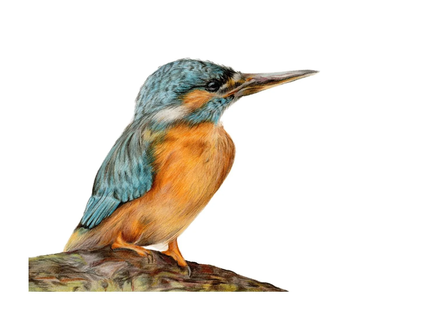 LIMITED EDITION KINGFISHER PRINT