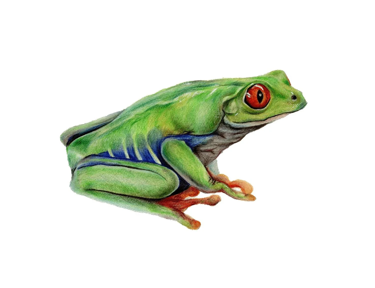 LIMITED EDITION FROG PRINT