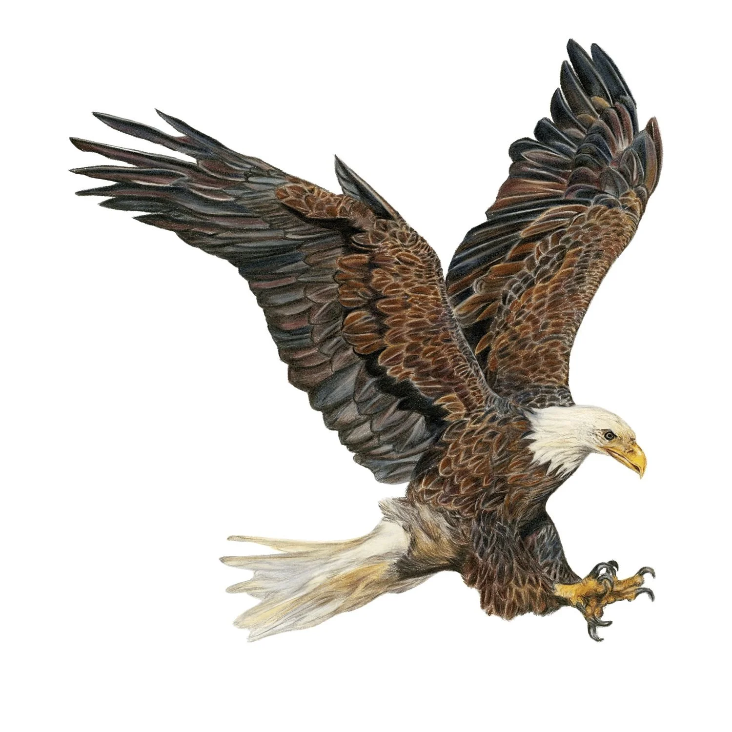 LIMITED EDITION EAGLE PRINT