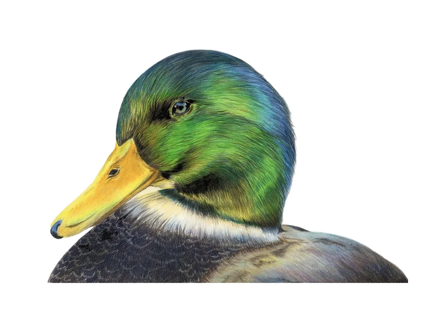 LIMITED EDITION MALLARD DUCK PRINT