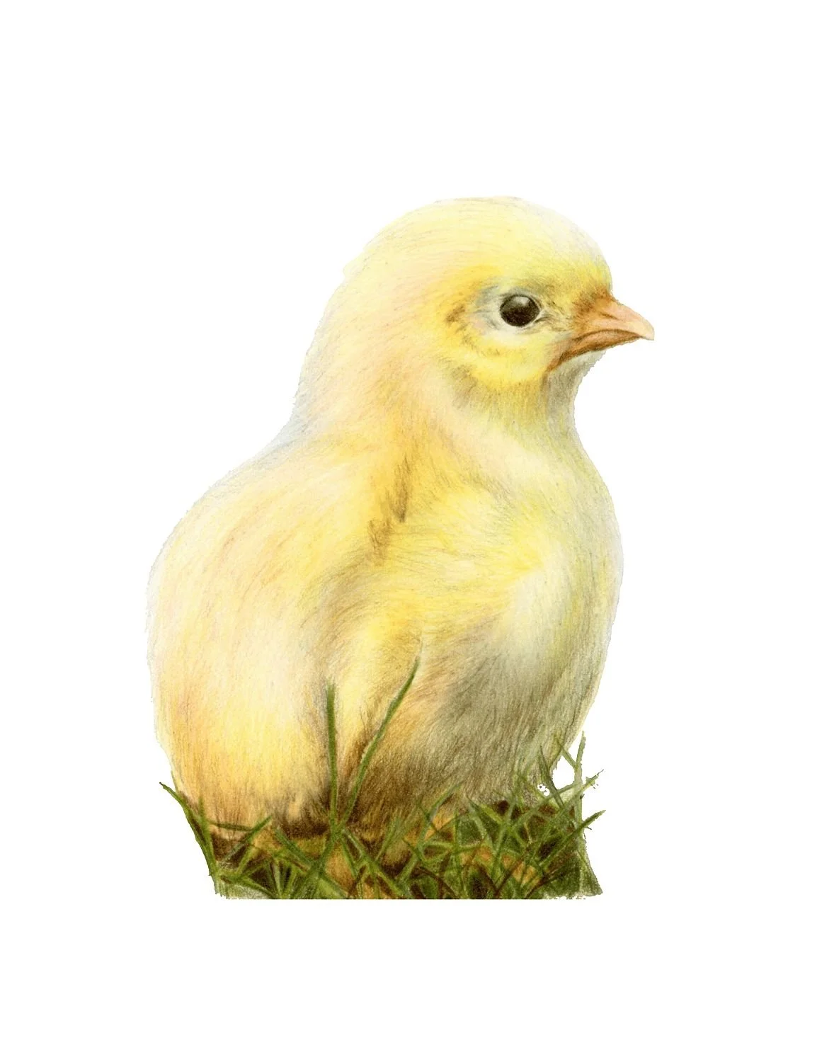LIMITED EDITION EASTER CHICK PRINT