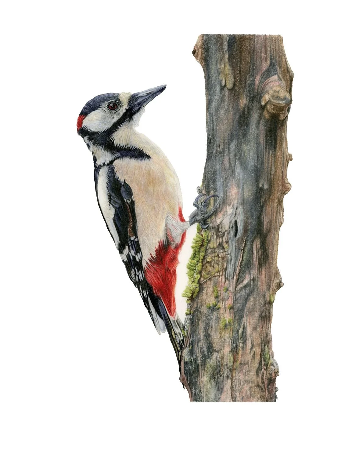 LIMITED EDITION WOODPECKER PRINT