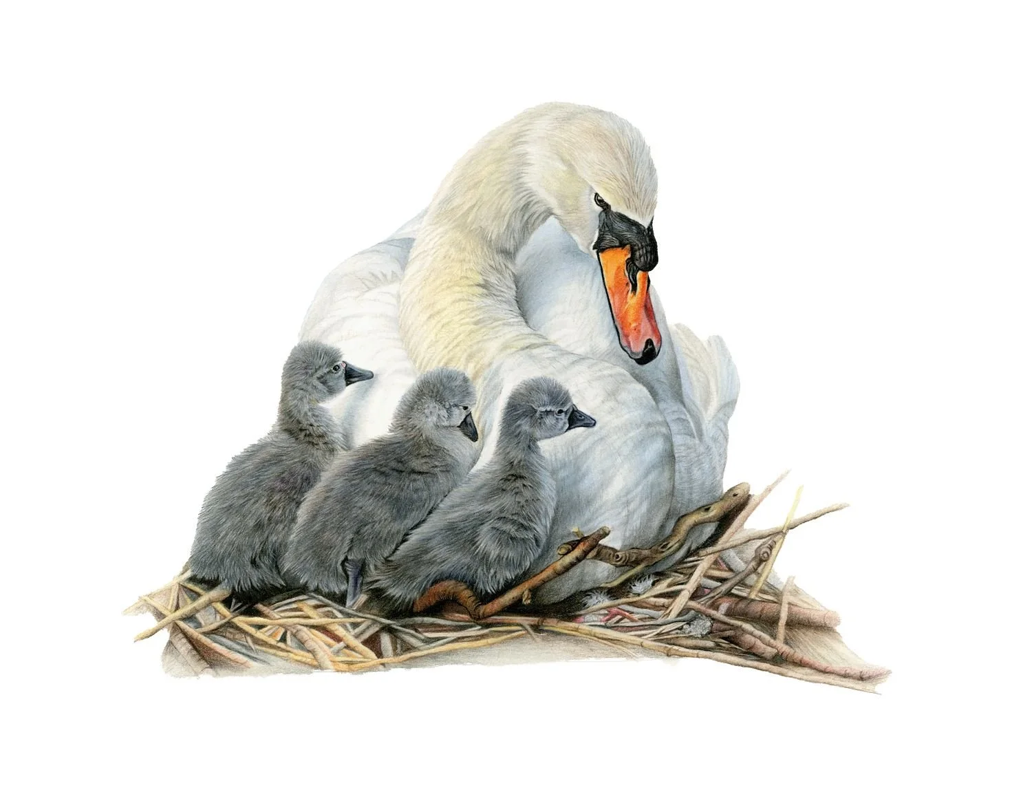 LIMITED EDITION SWAN & SIGNETS PRINT