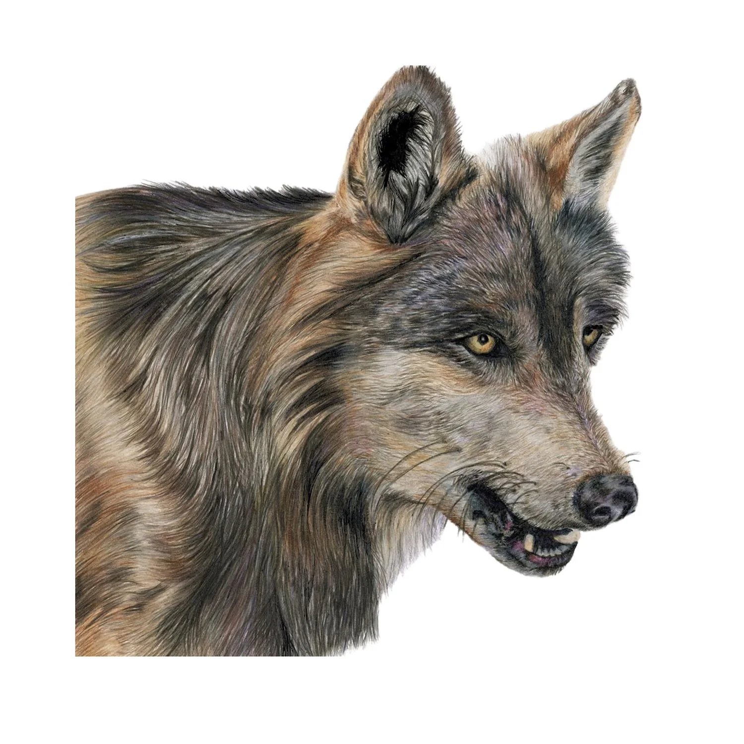 LIMITED EDITION WOLF PRINT