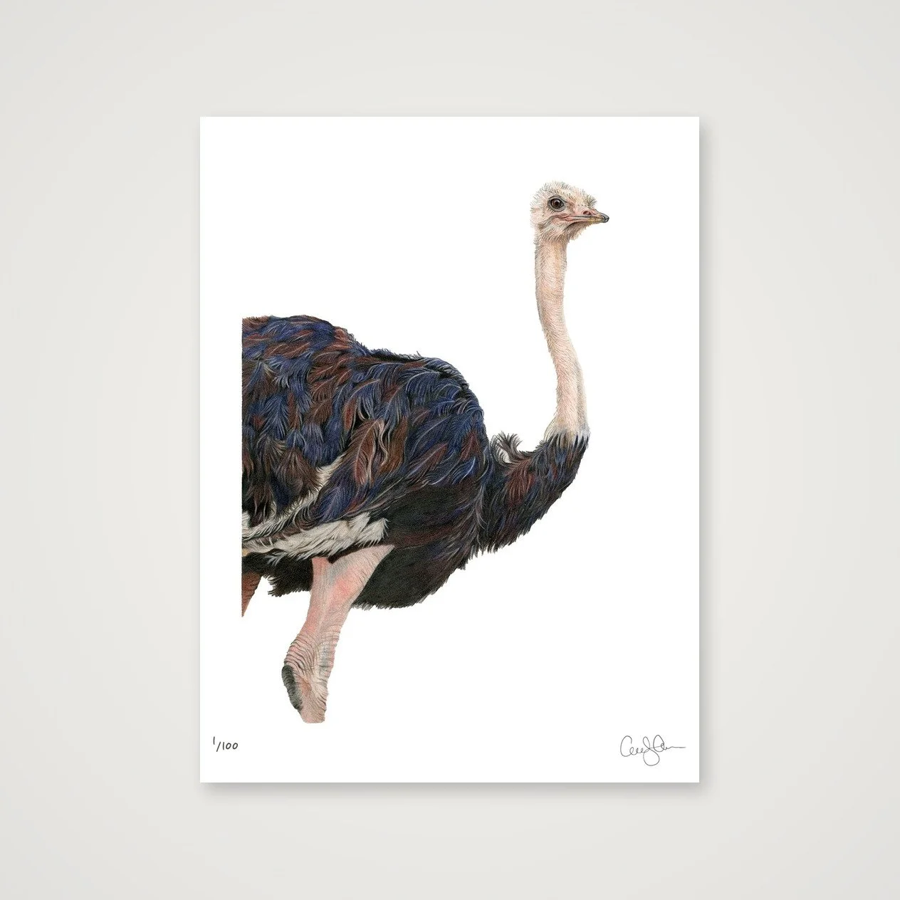 LIMITED EDITION OSTRICH PRINT