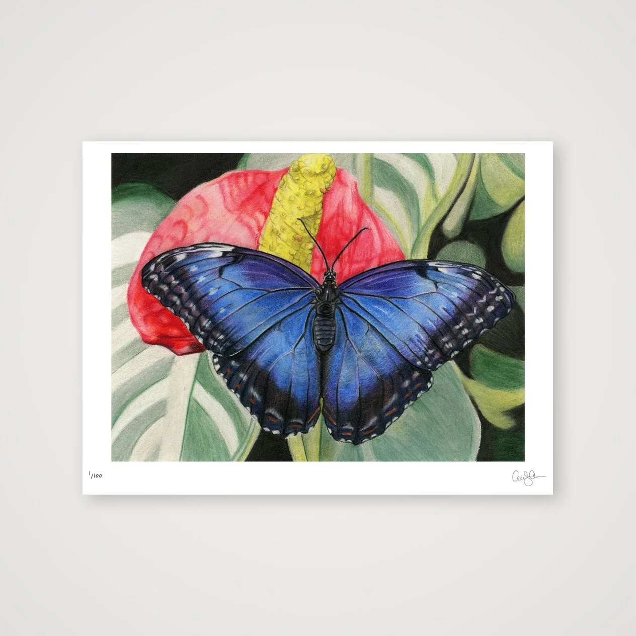 LIMITED EDITION MORPHO PRINT