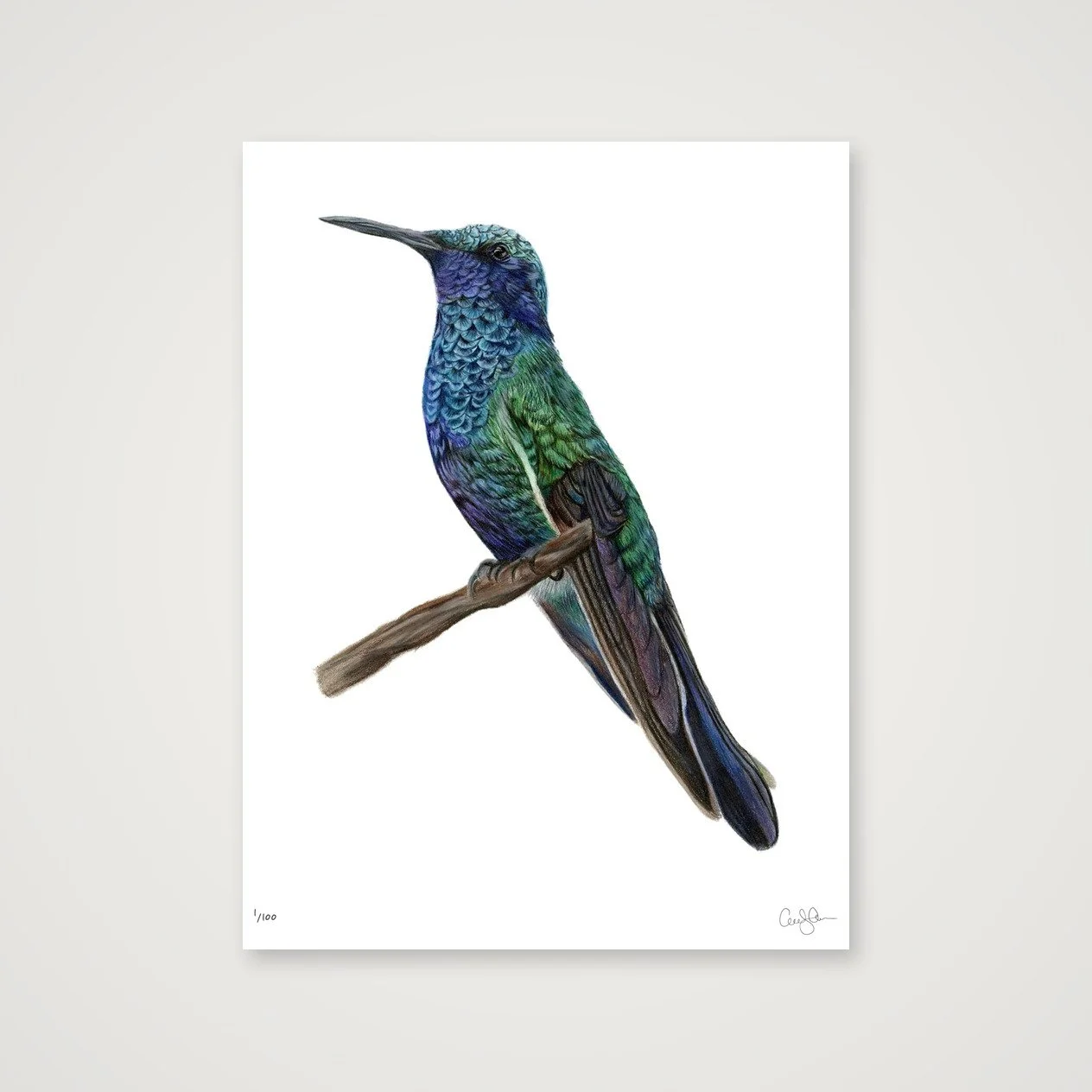LIMITED EDITION HUMMINGBIRD PRINT