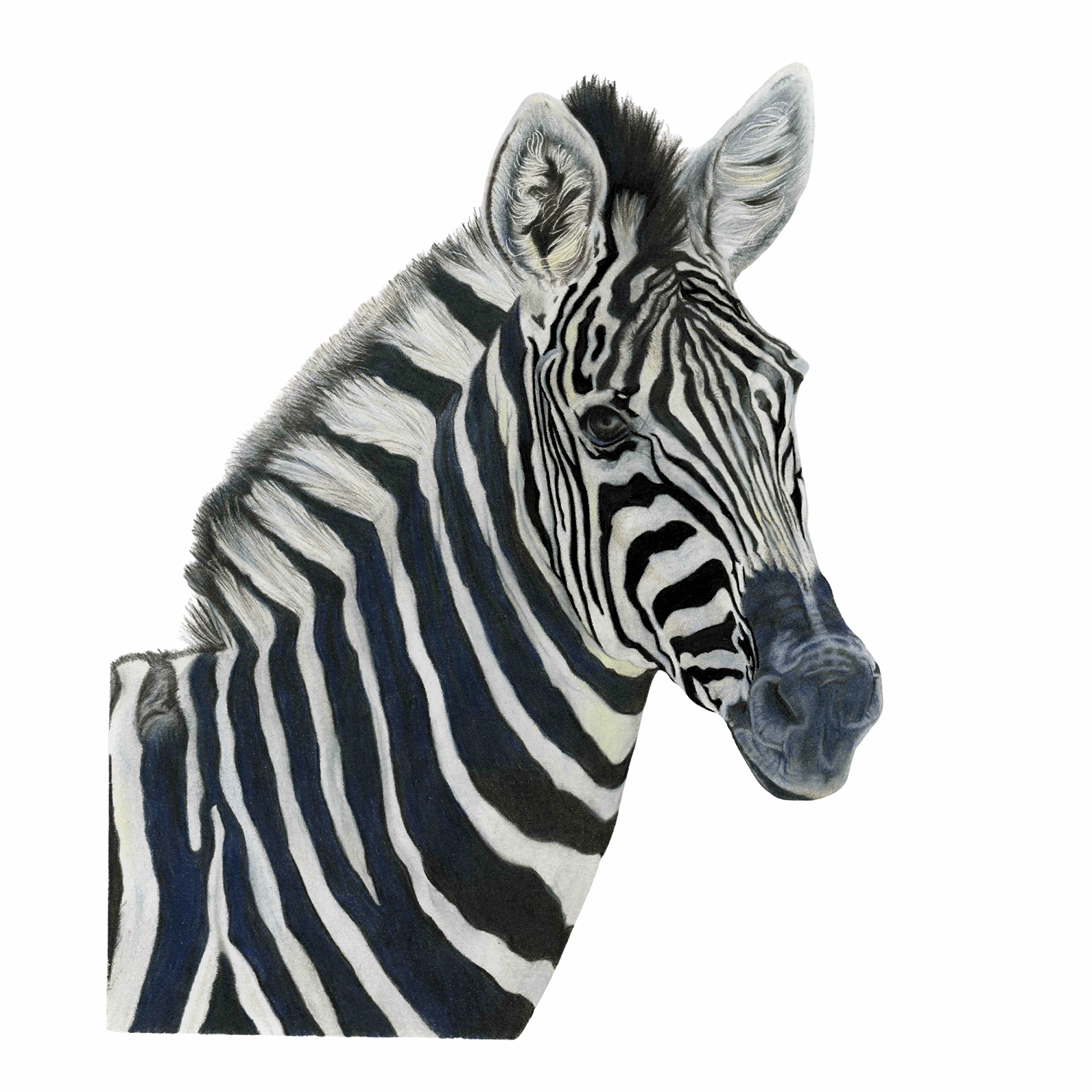 ZEBRA BR lowest res 300DPI.png