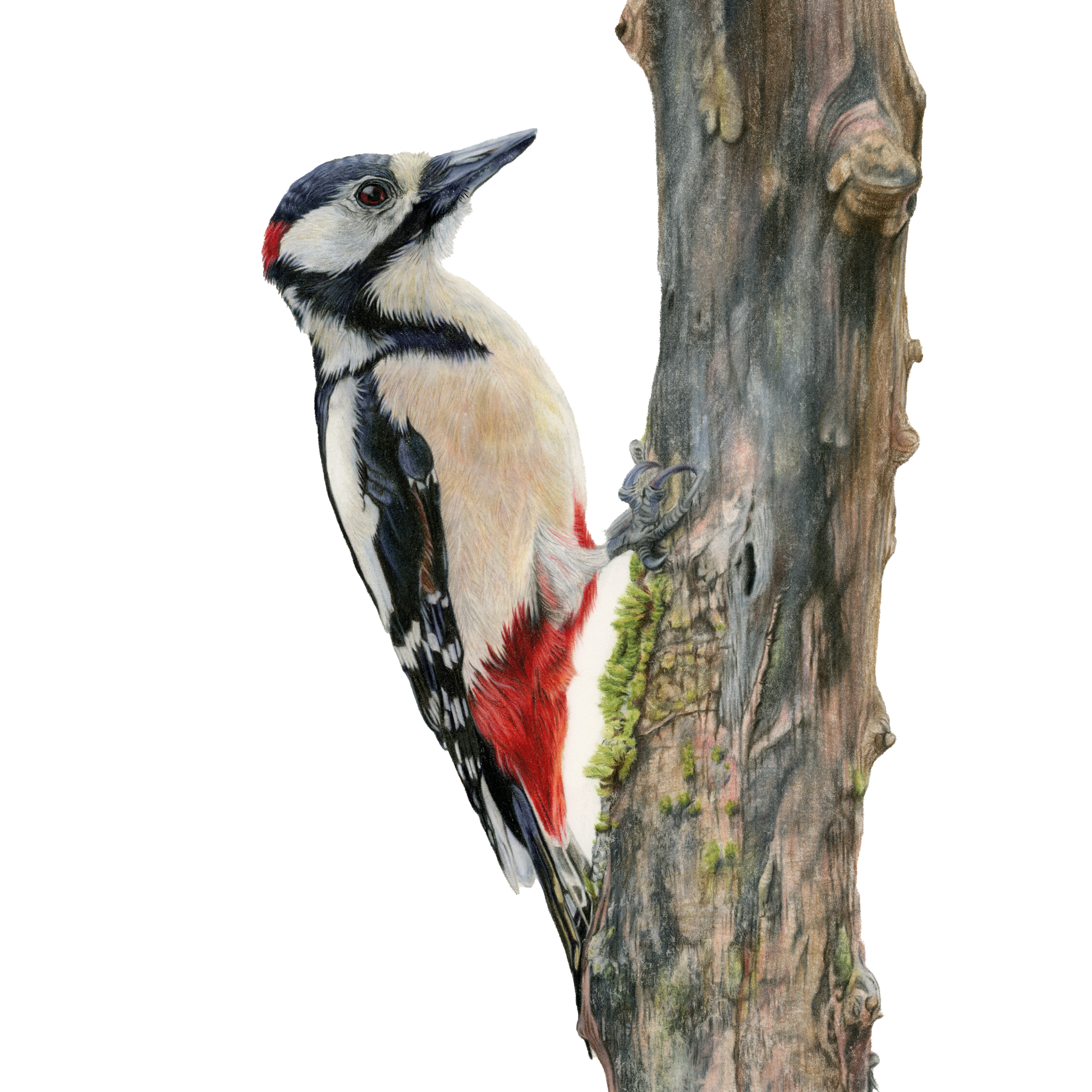 woodpecker card front.png