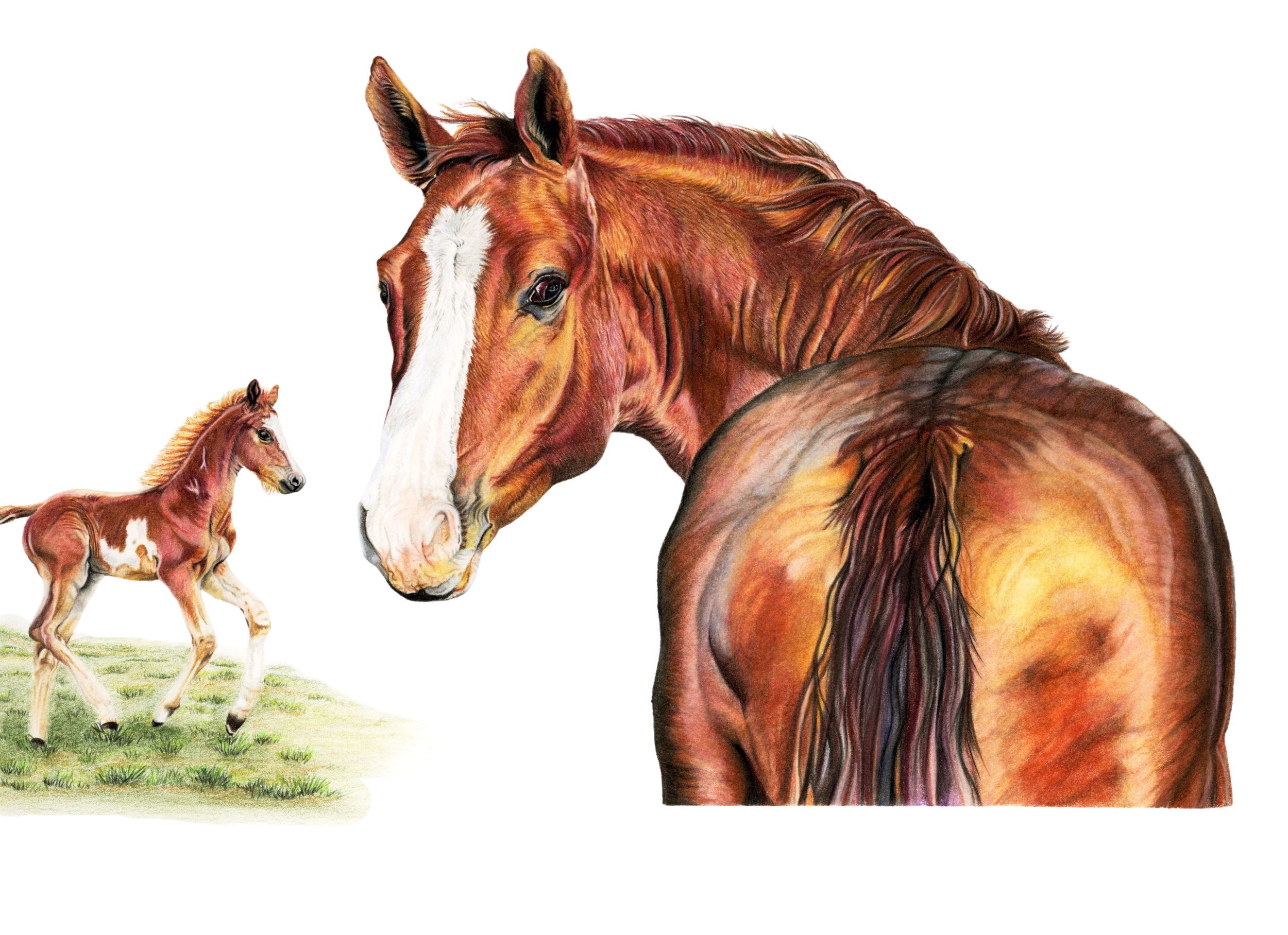 horse and foal 300dpi BR.png