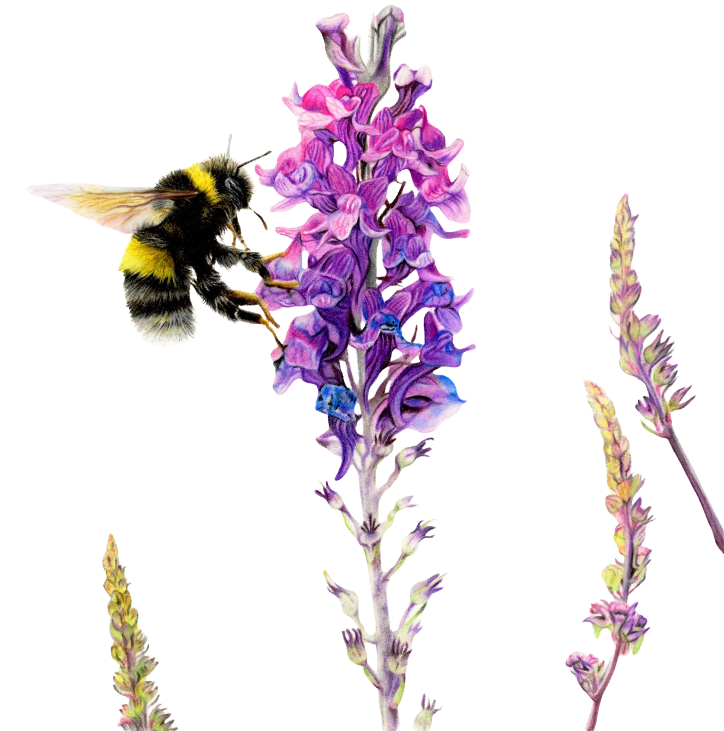 bees and L 300dpi BR.png