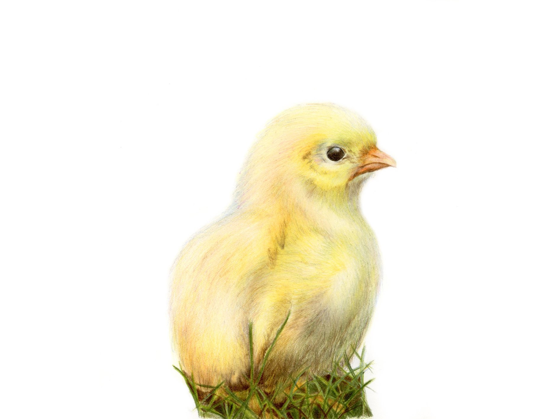 chick edited.jpg