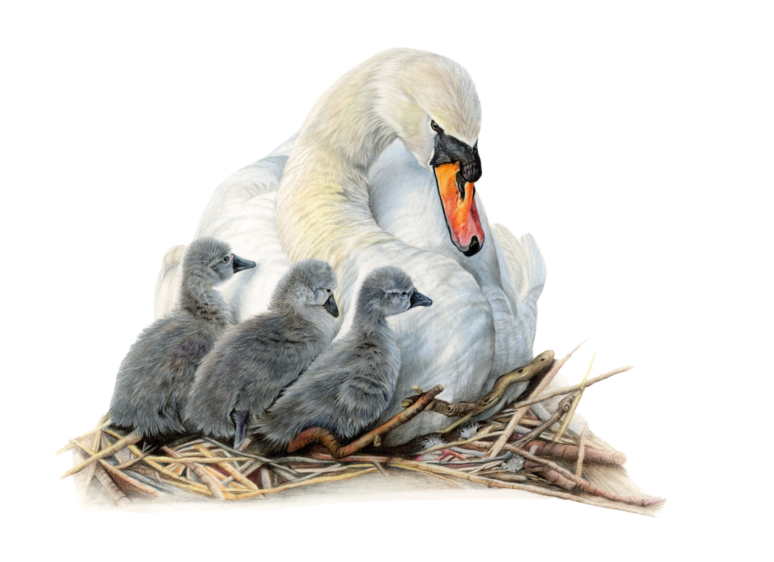 swan 300dpi BR.png