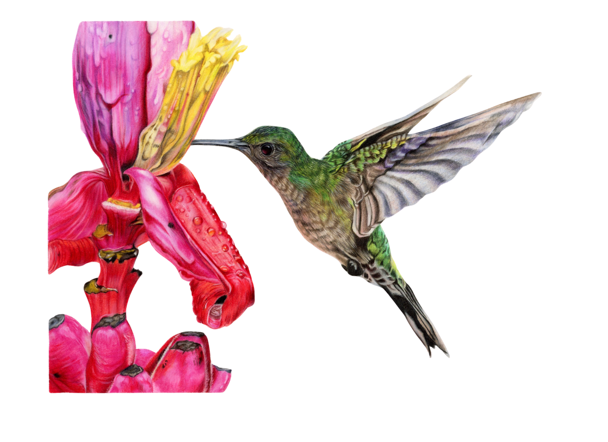 hummingbird2 BR 300dpi.png