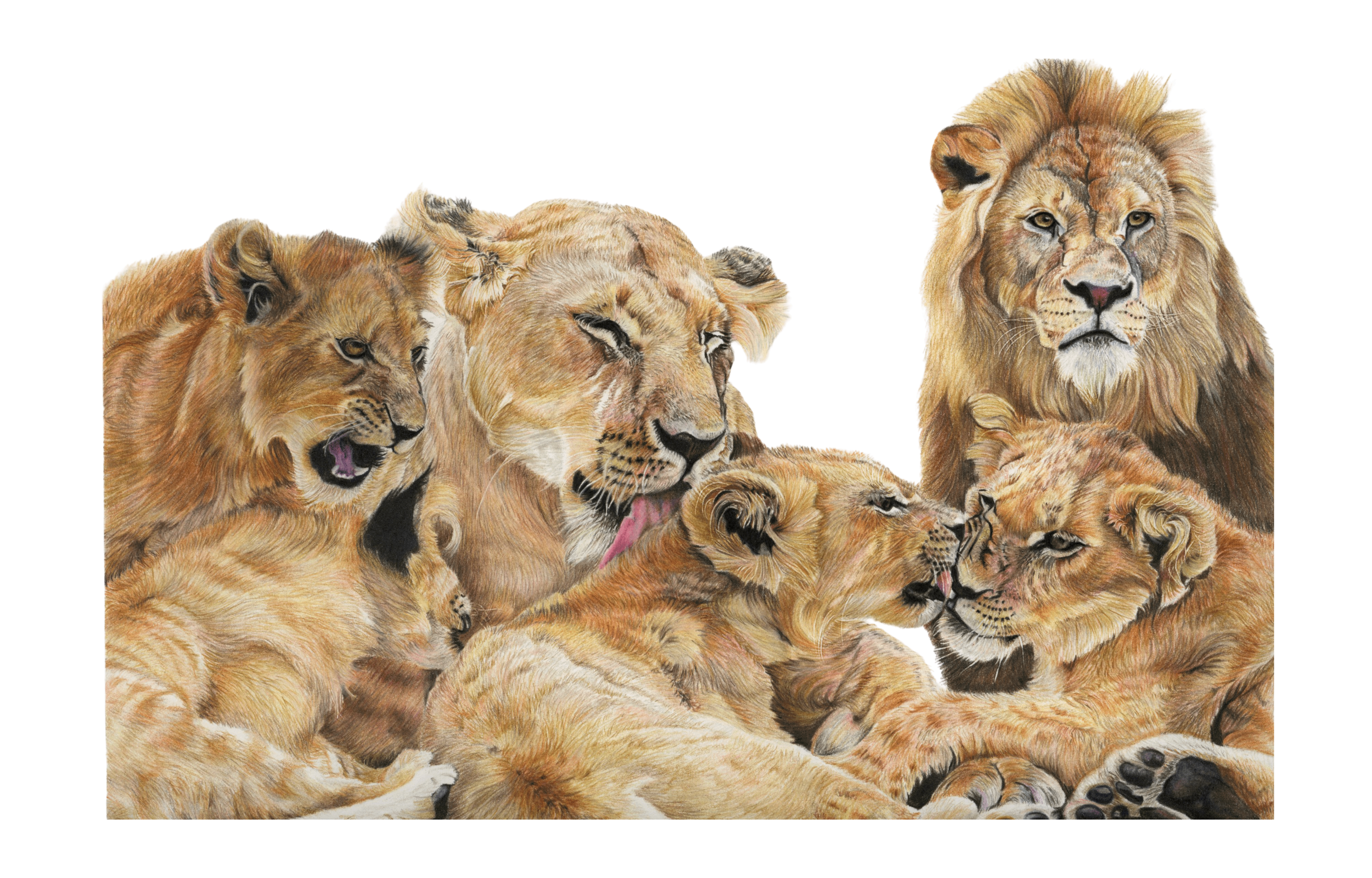 lion pride br smaller.png