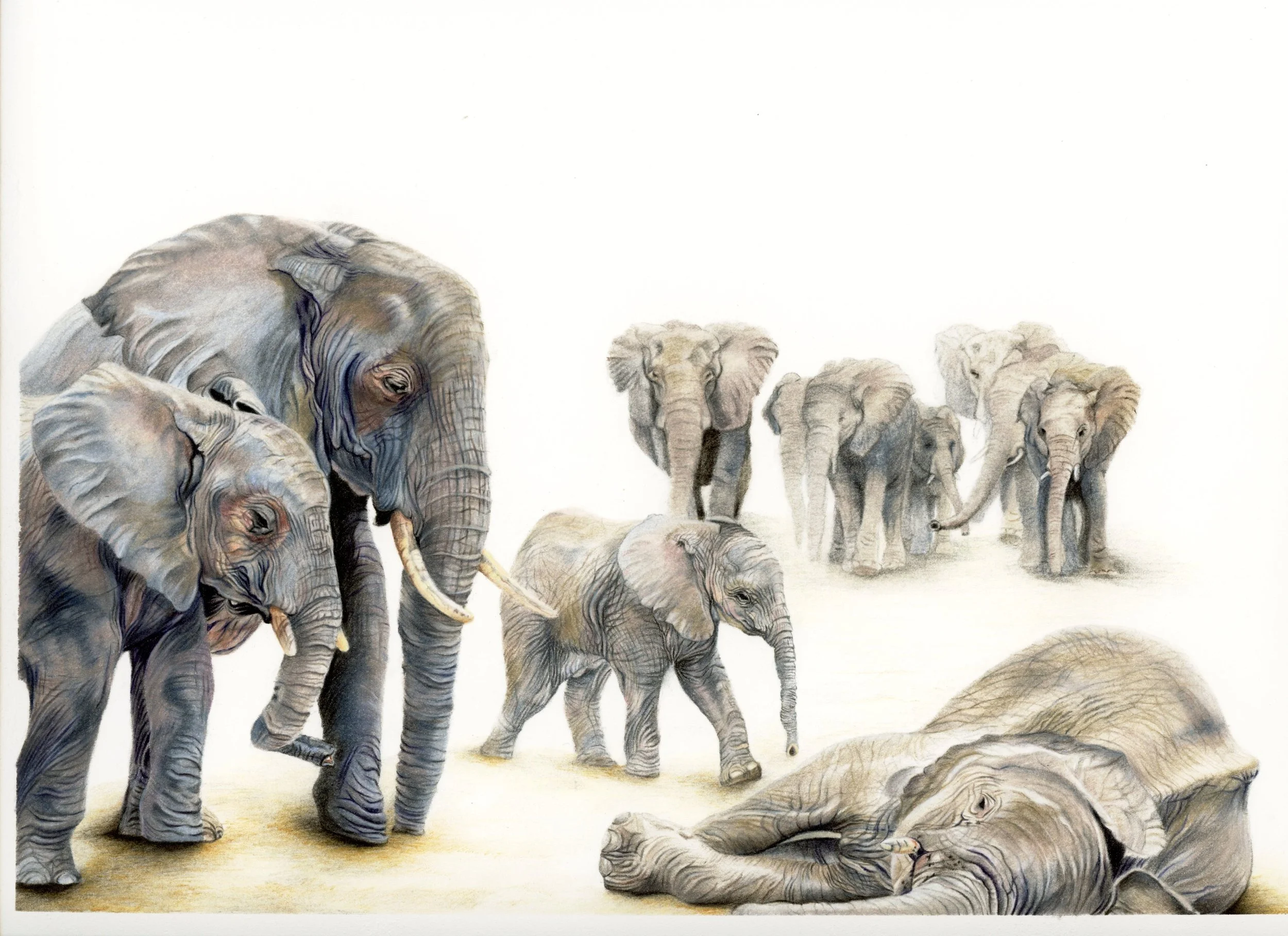 elephant funeral 300dpi.jpg