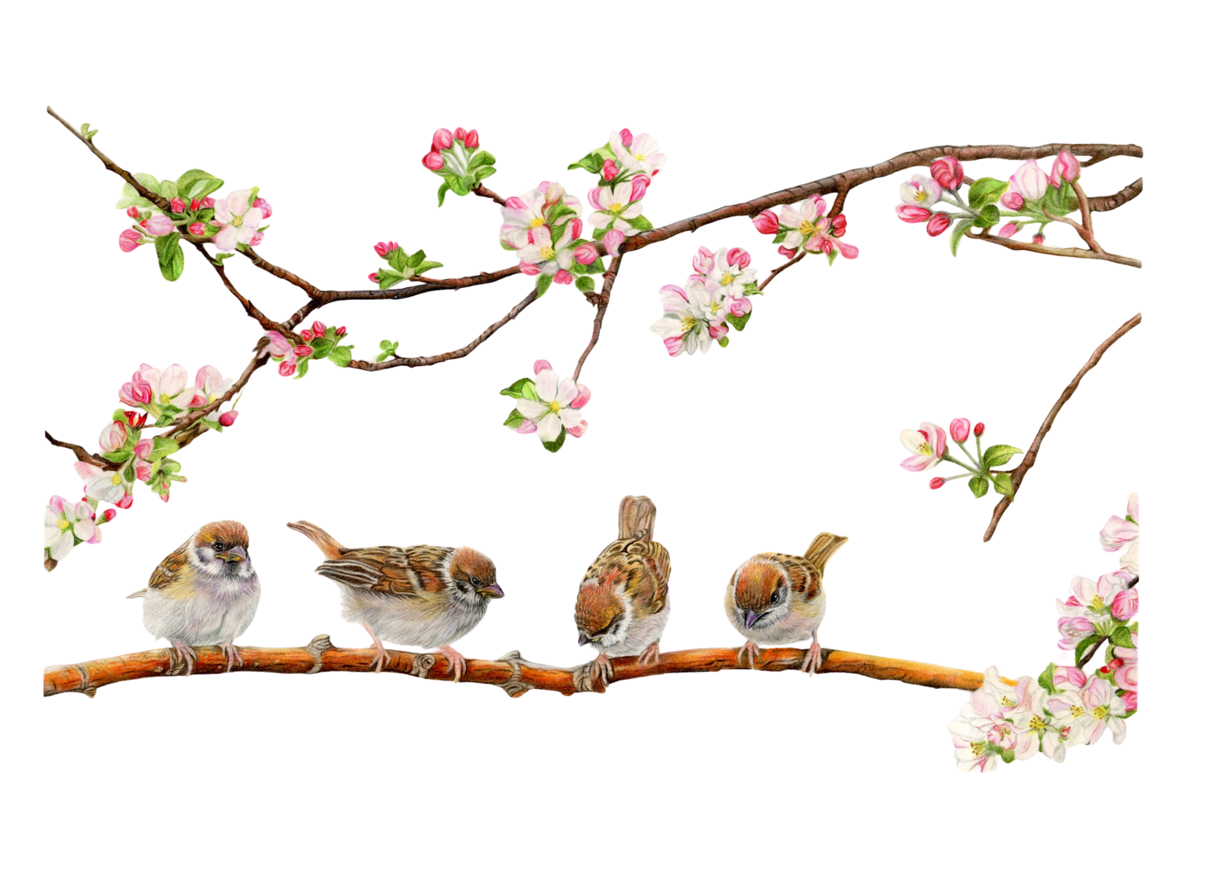 sparrows BR 300DPI.png