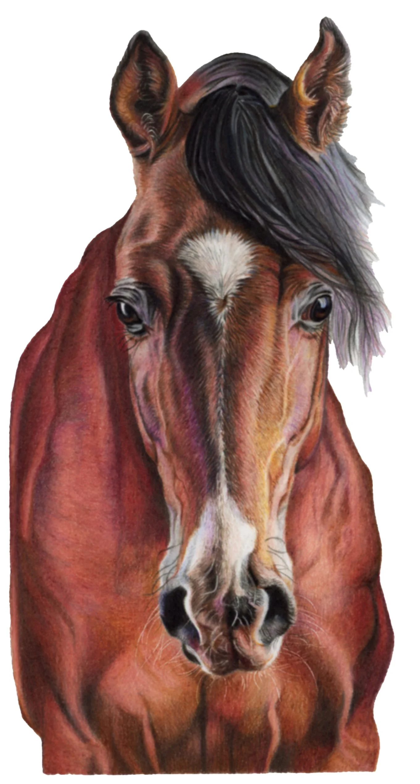 horse 300dpi BR.jpg
