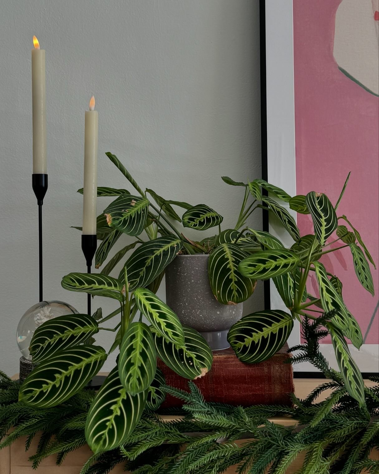 🌱 Top 5 Houseplants for &ldquo;I-Can&rsquo;t-Keep-Plants-Alive&rdquo; People 🌱

Real greenery can bring life, energy, and a fresh vibe to any space. I promise you, you can care for them- even if you&rsquo;re known for being a serial plant killer. H