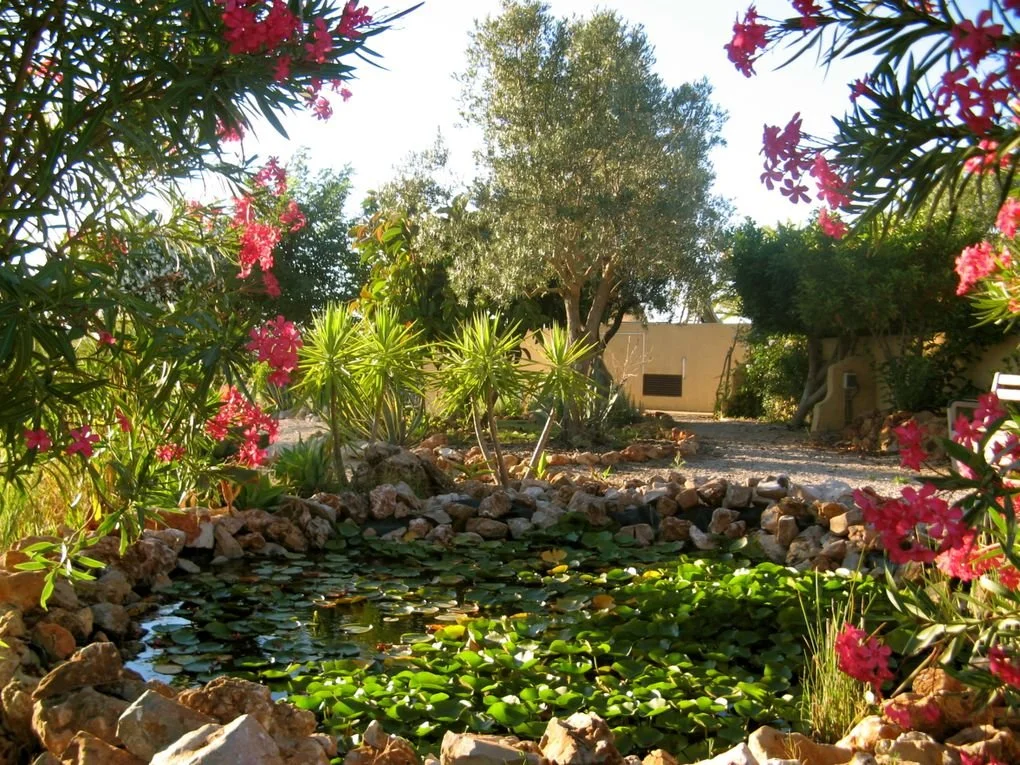 garden.jpeg