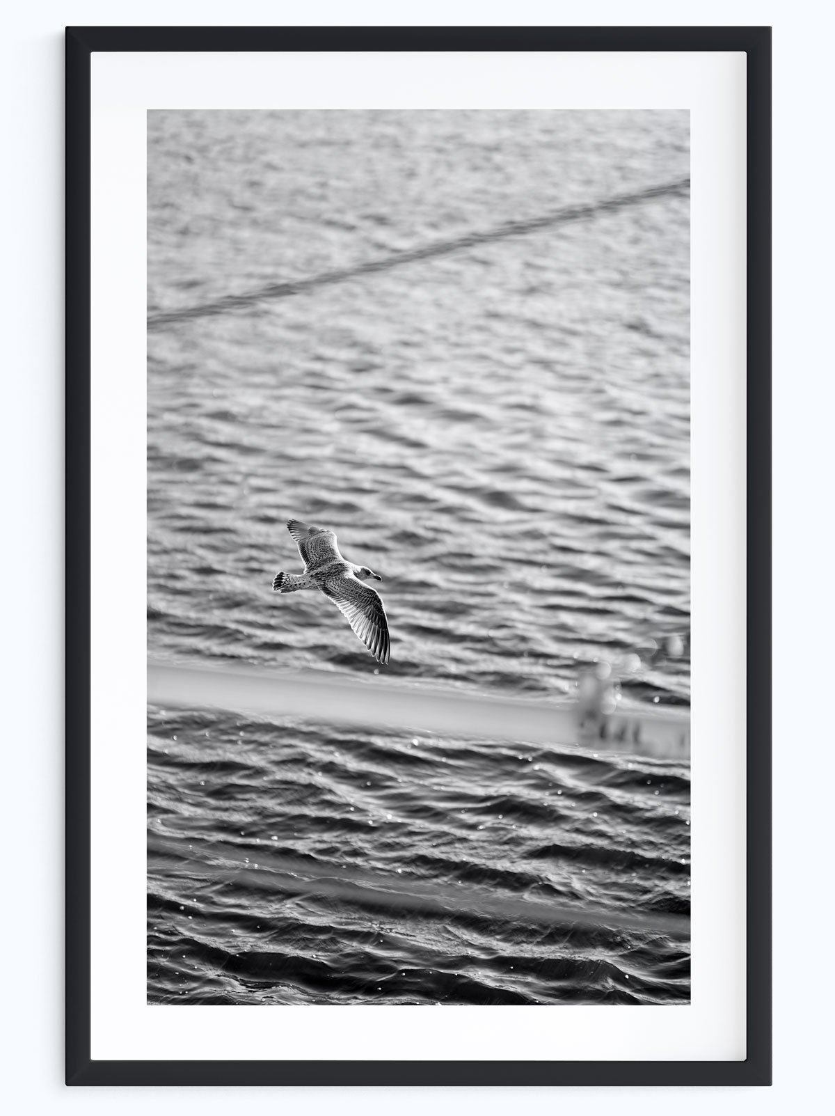 Seagull.jpg