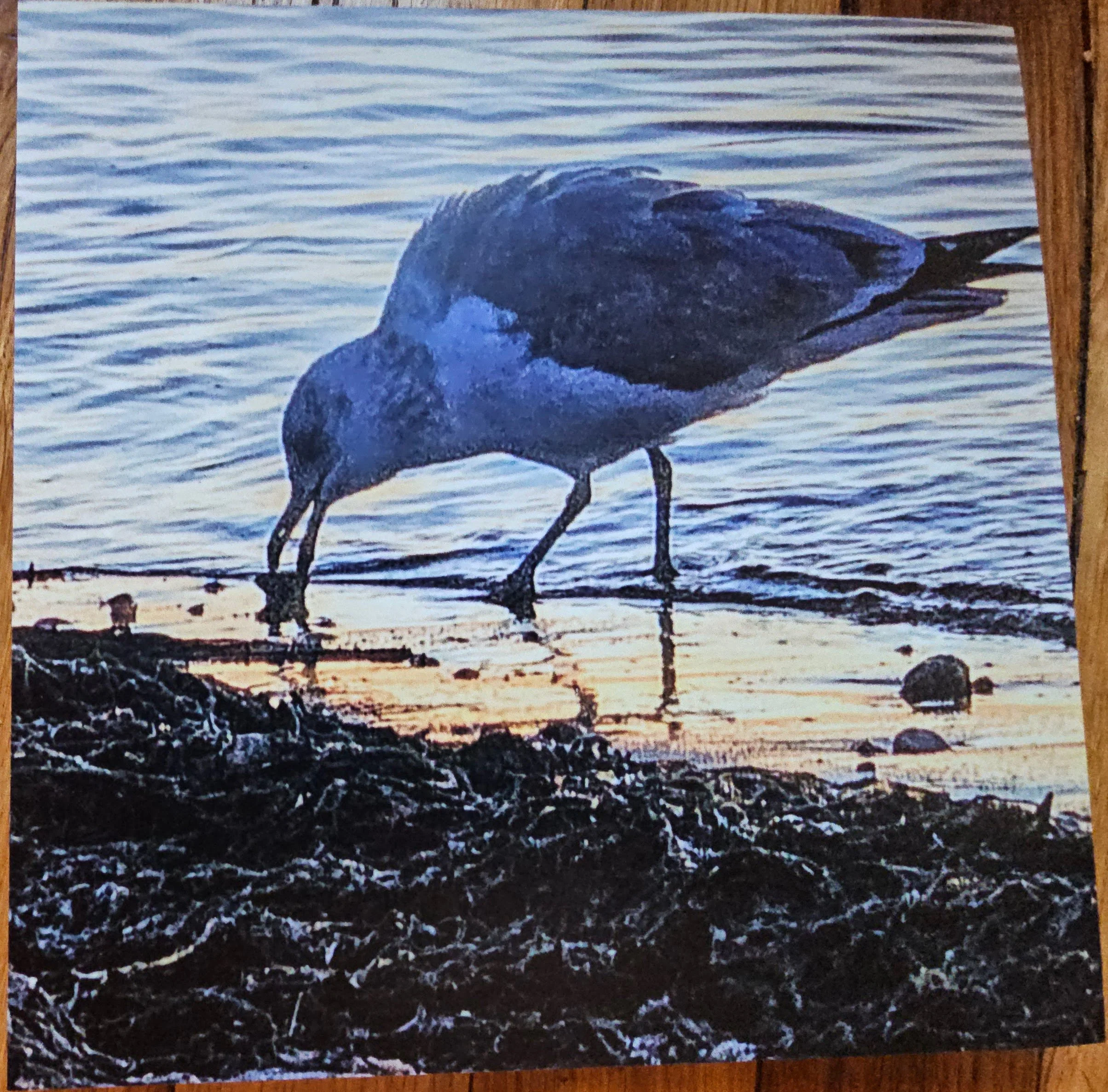 "Herring Gull Feeding"   tile