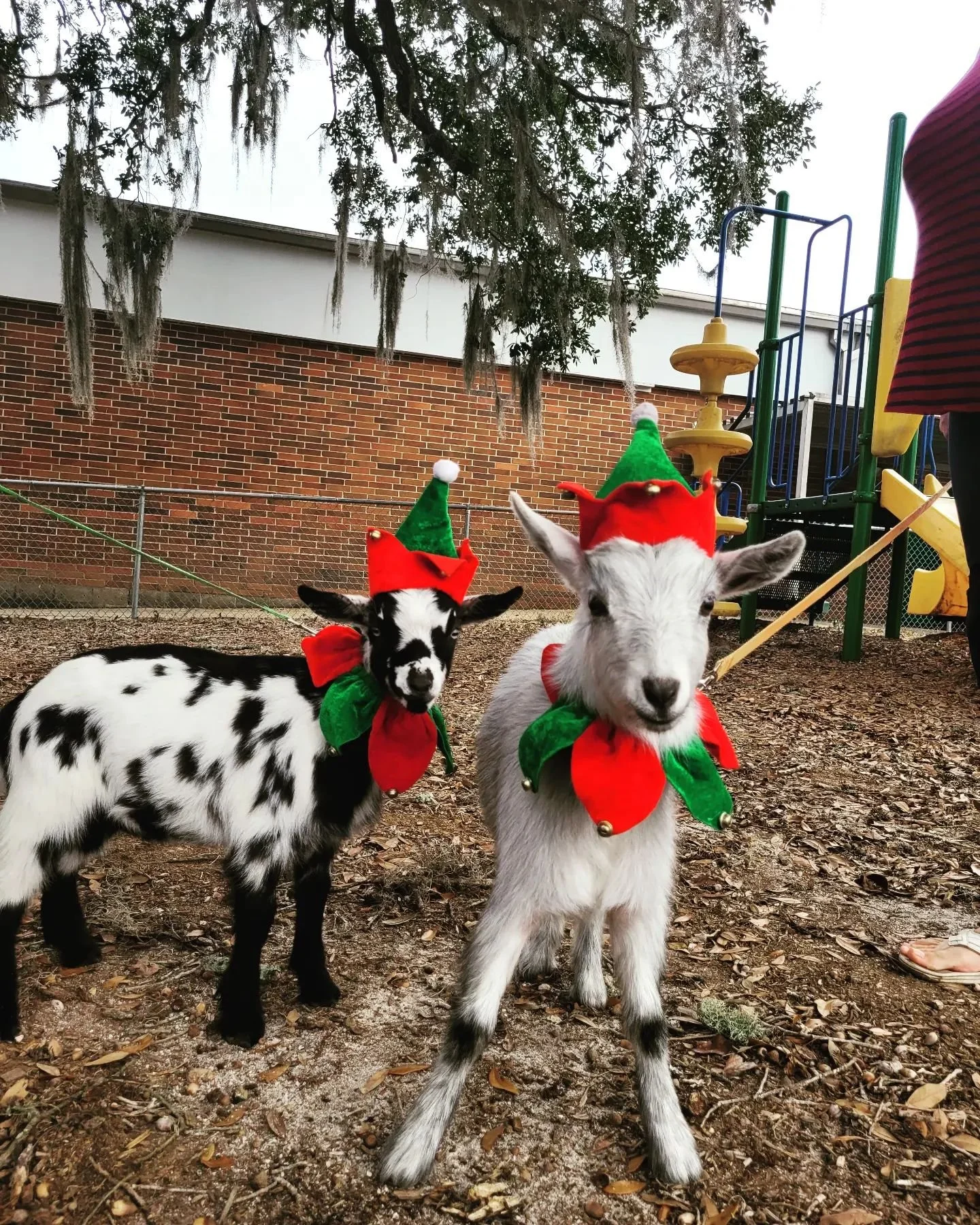christmas elf goats.jpg