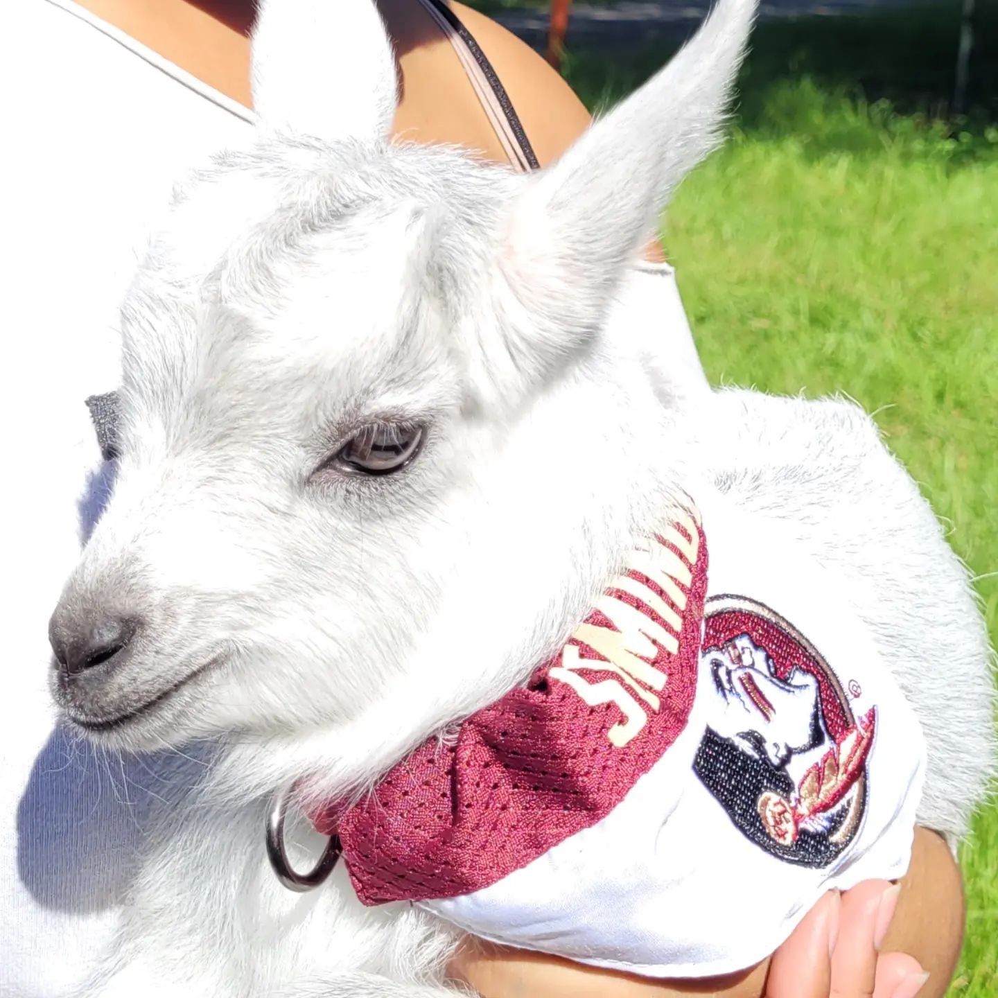 nole goat.jpg