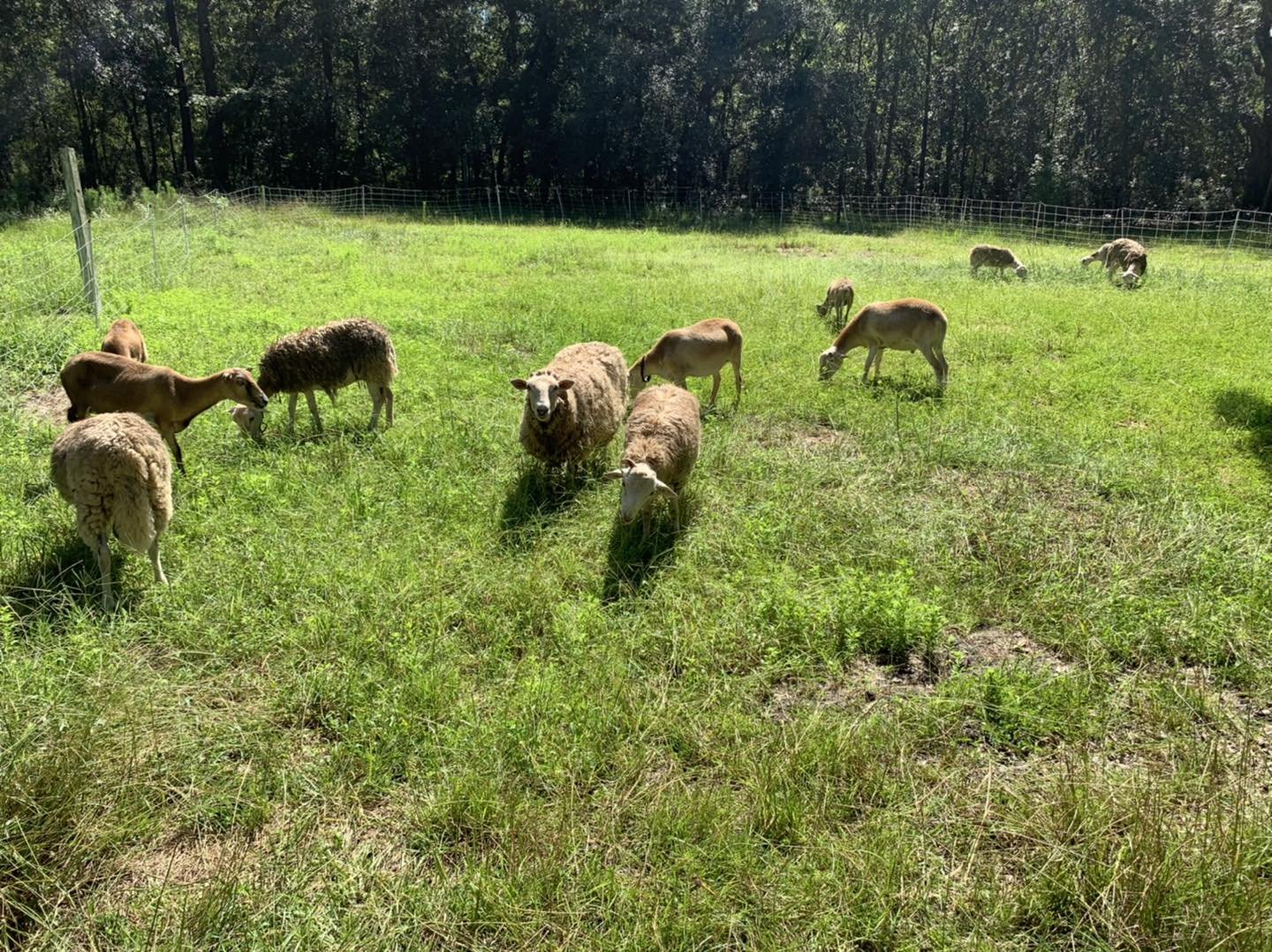 sheep on pasture.jpg
