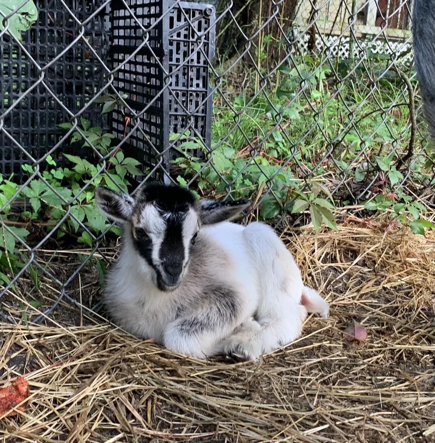 baby goat6.jpg