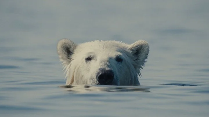 Nuisance Bear: Churchill, Bears, Survival