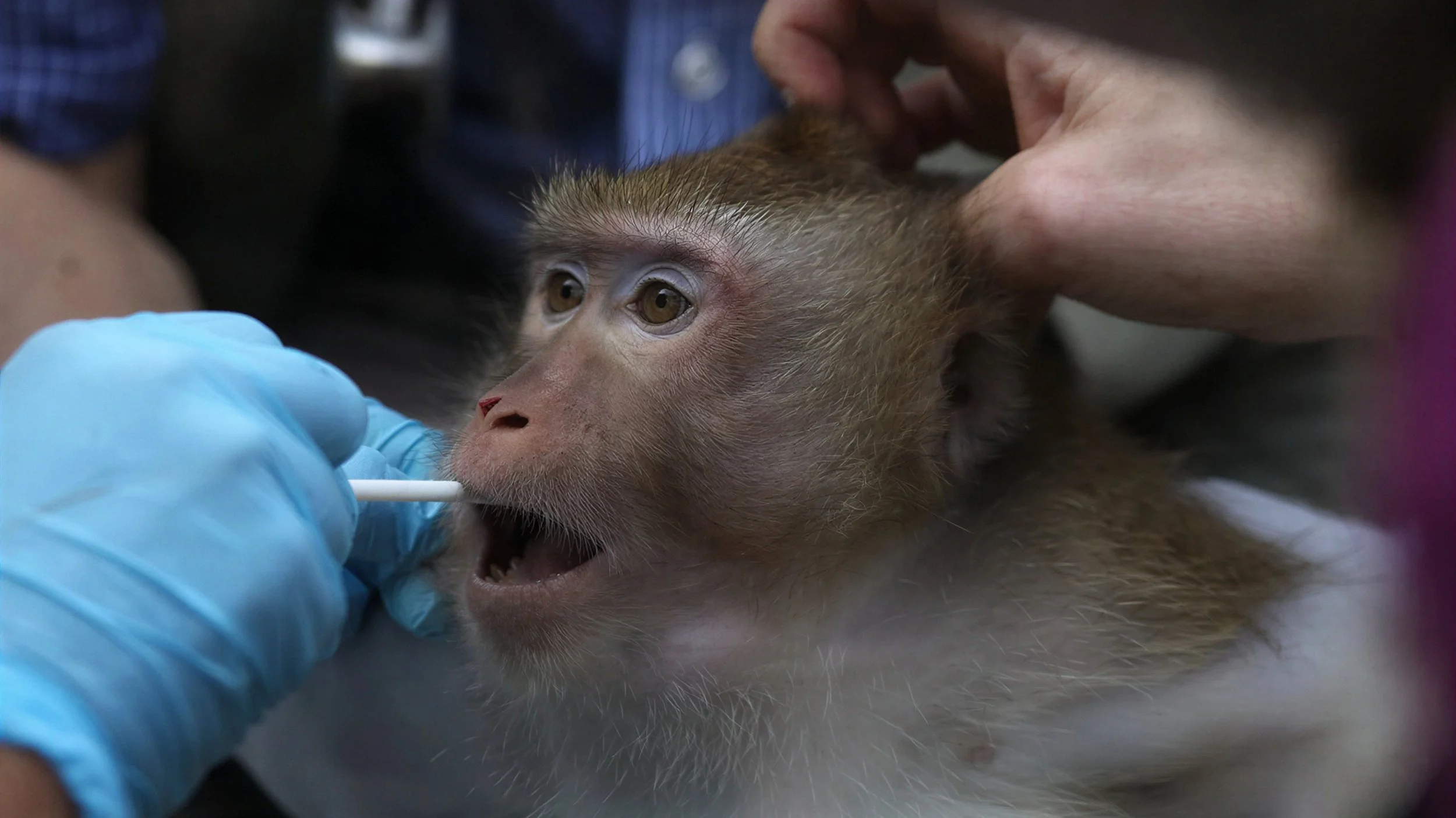 Sentient: A documentary about animal research and what we’re willing to justify