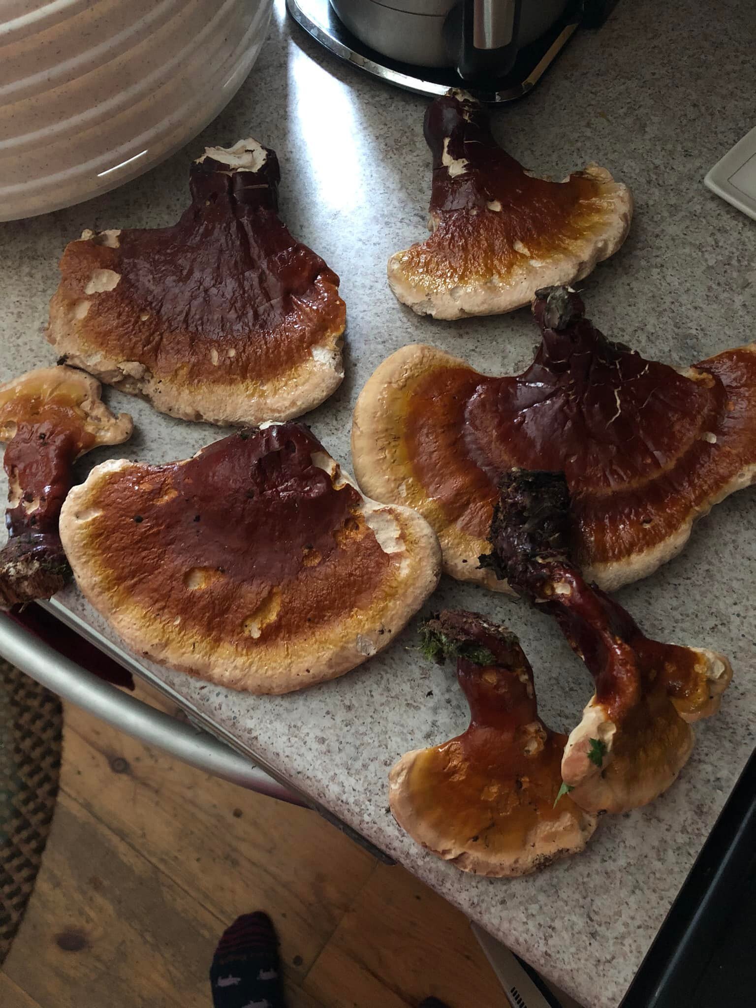 A bountiful forage today! Reishi dehydrating for our powerful immune support, double extract tincture.