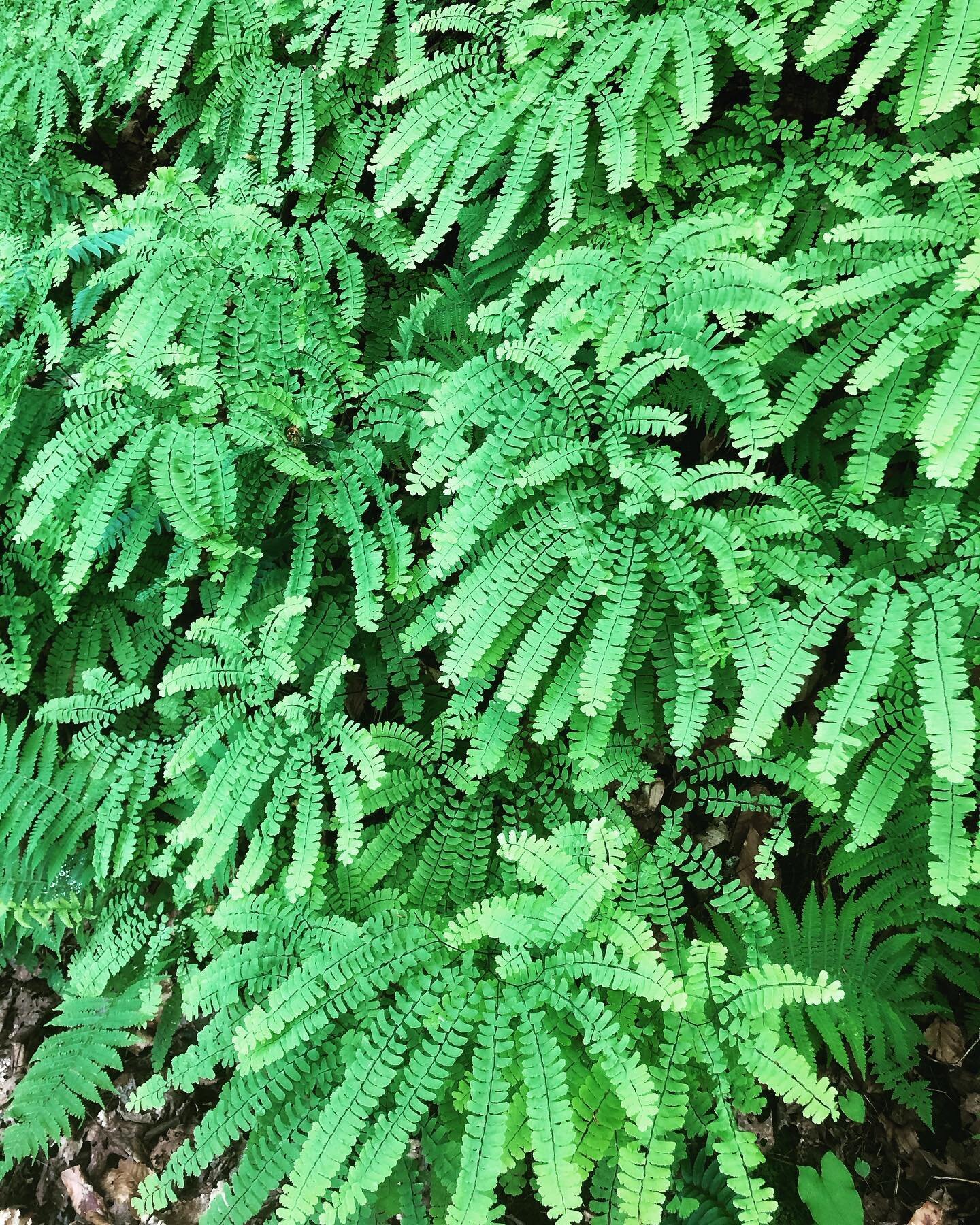 A walk with the Maidens.
#natureheals #greenmedicine #earthmedicine