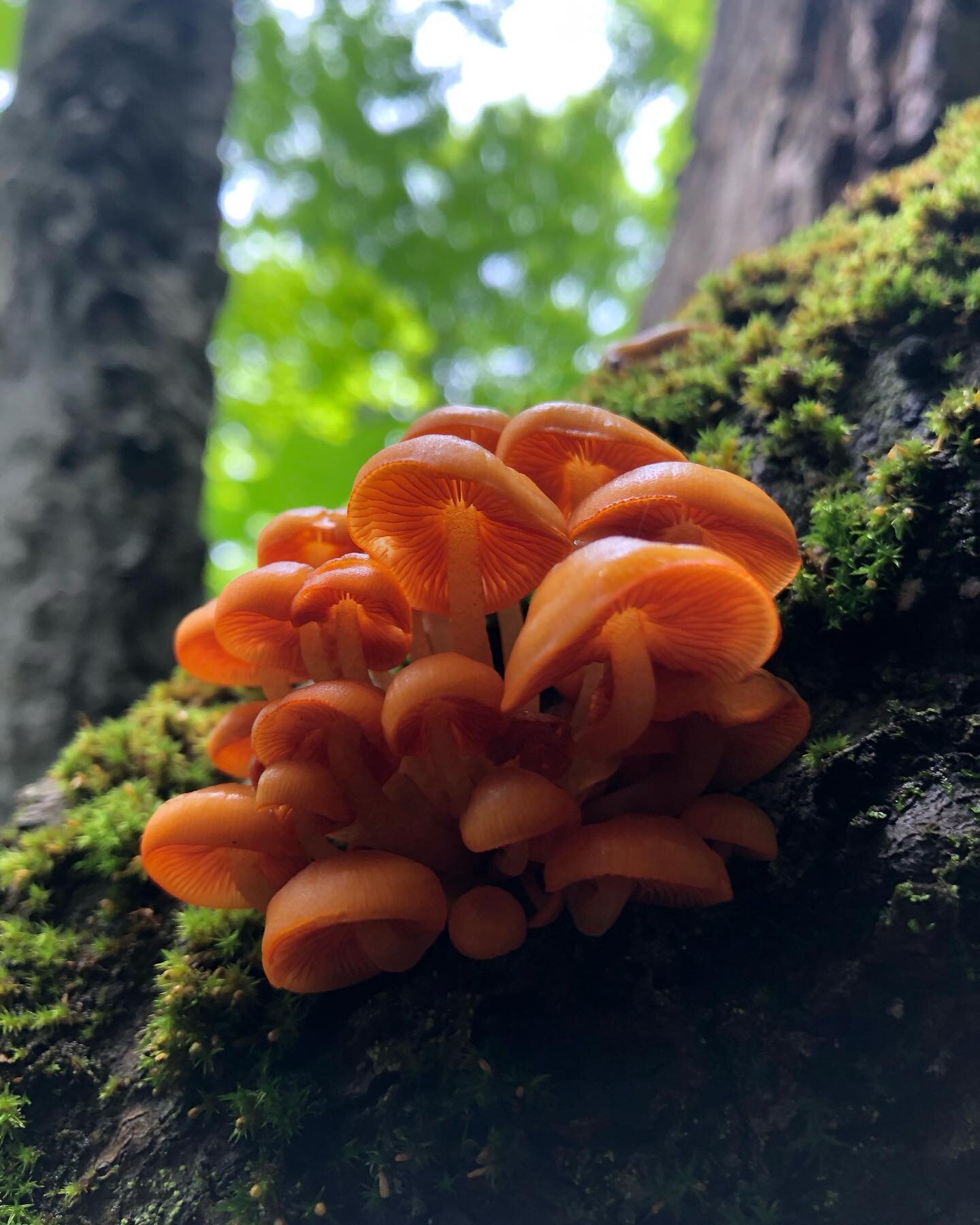 A four hour walkabout with little Lil foraging for Chanterelles and Reishi. It was a beautiful day to be in the woods. After I saw the bear track I heard a loud crash and figure it was the bear. Because I can&rsquo;t see well I didn&rsquo;t notice Li