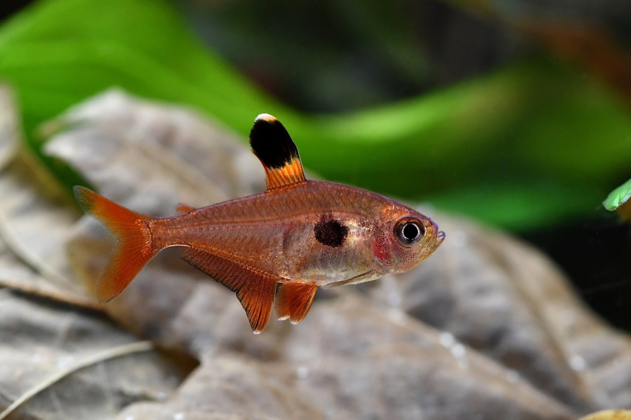Red Phantom Tetra
