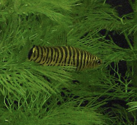 Hovering Zebra Loach