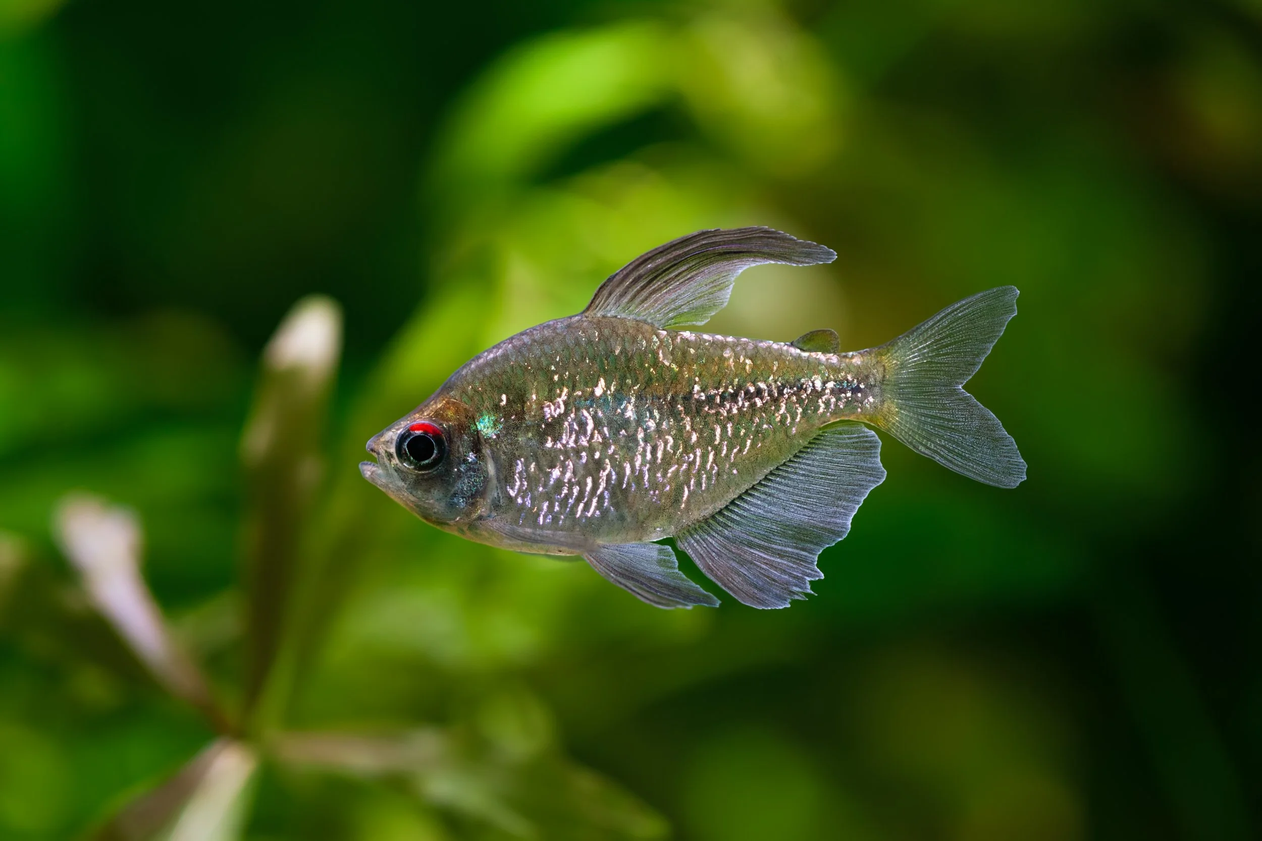 Diamond Tetra