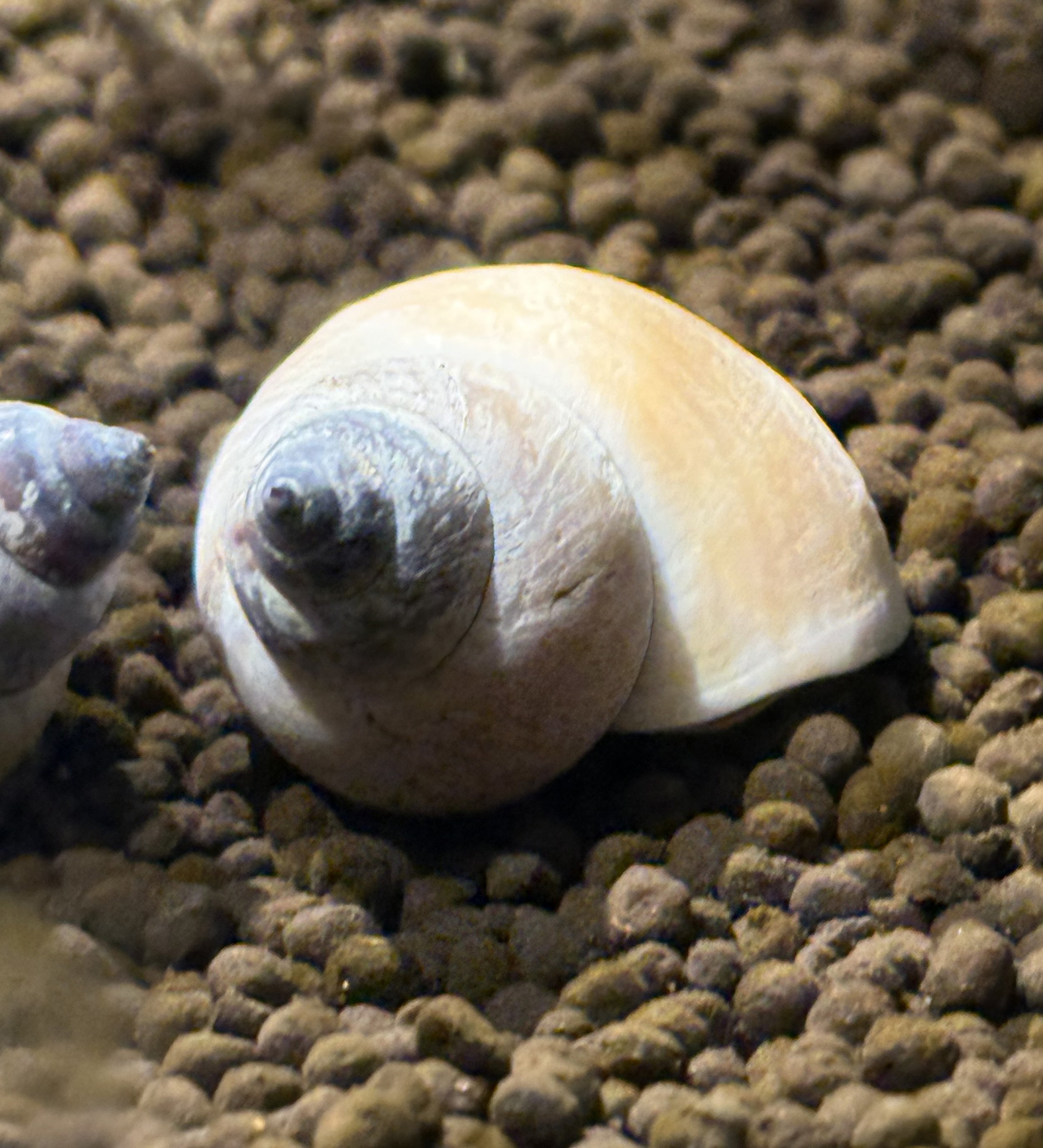 White Wizard Snail 1.jpg