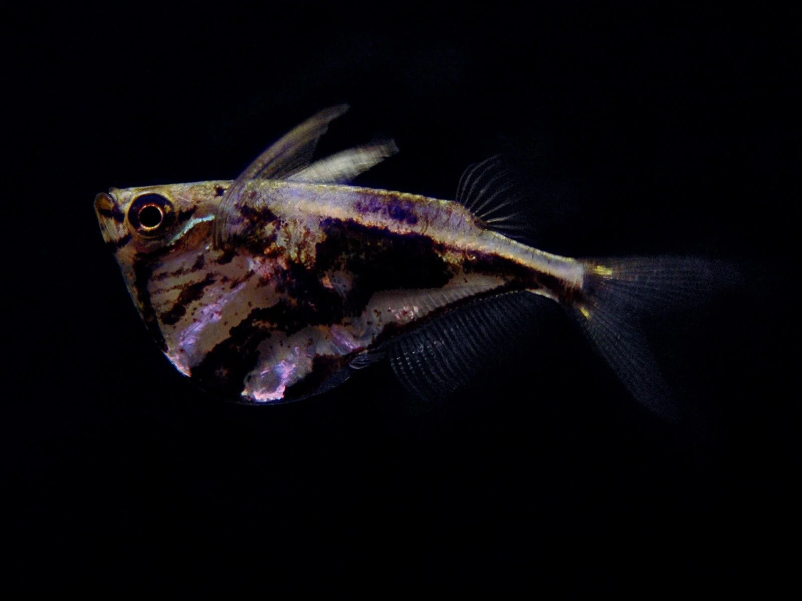 Marble Hatchetfish