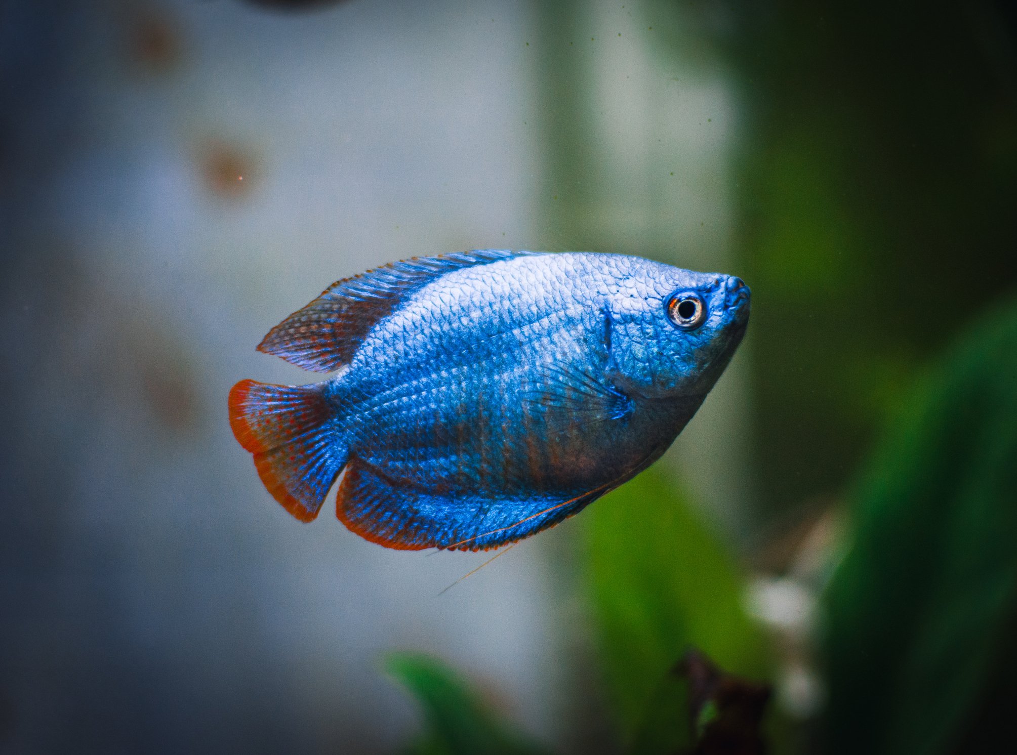 Male Blue Dwarf Gourami.jpg
