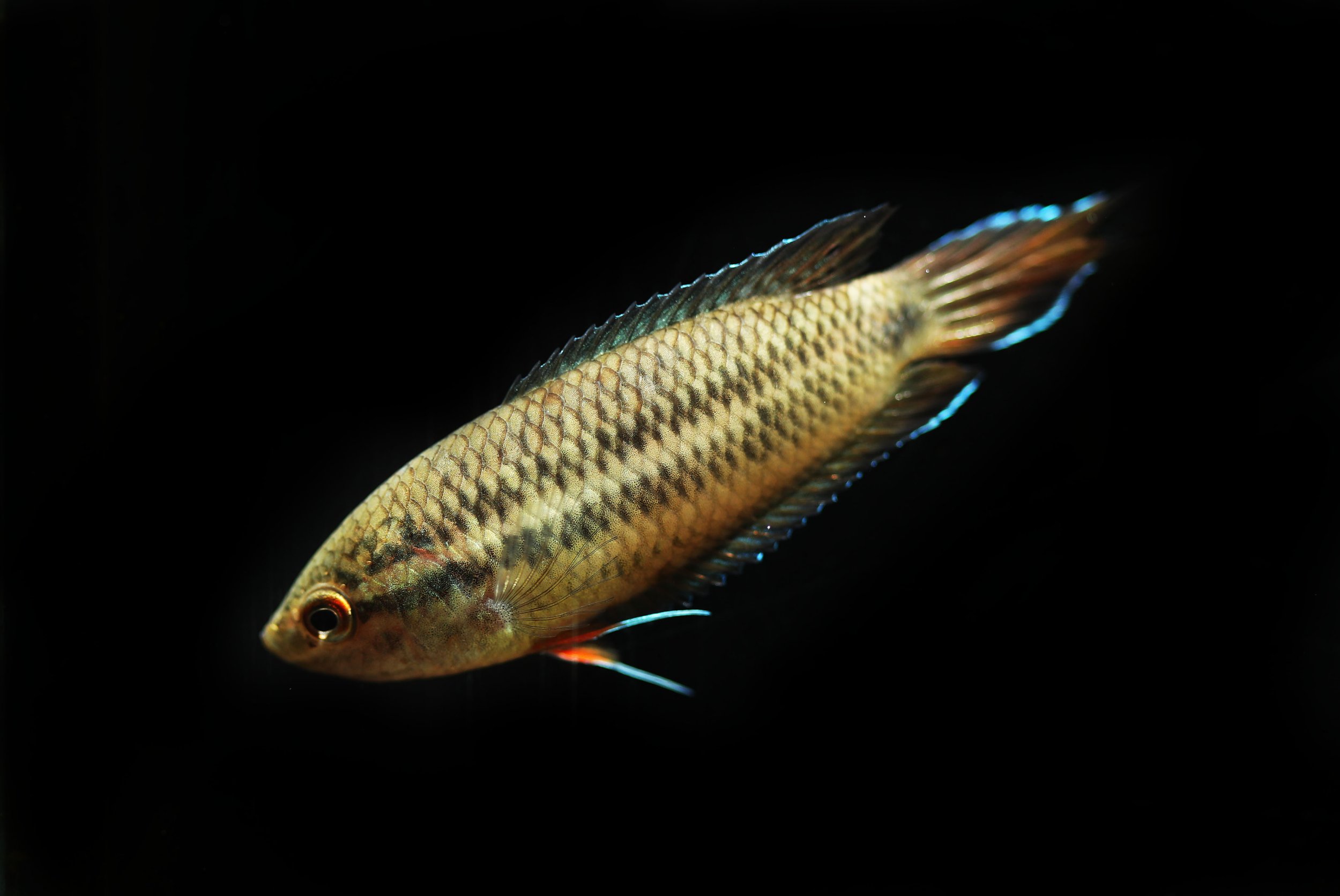 shutterstock_2009136749.jpg